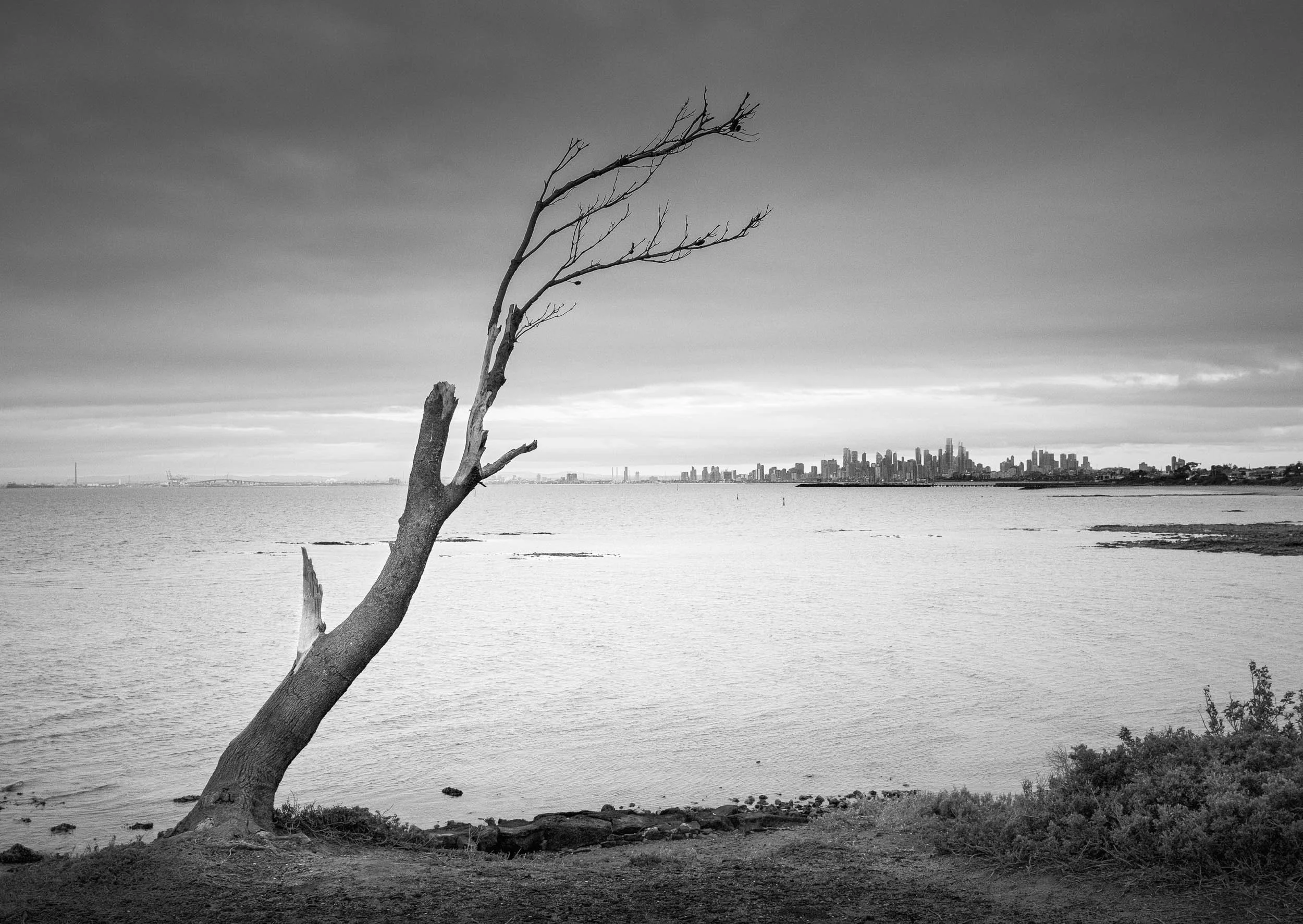 Limited edition black and white seascape print of Brighton Beach, Melbourne. Lonely tree at sunrise with skyline. Fine art giclée on Hahnemühle Photo Rag Pearl.