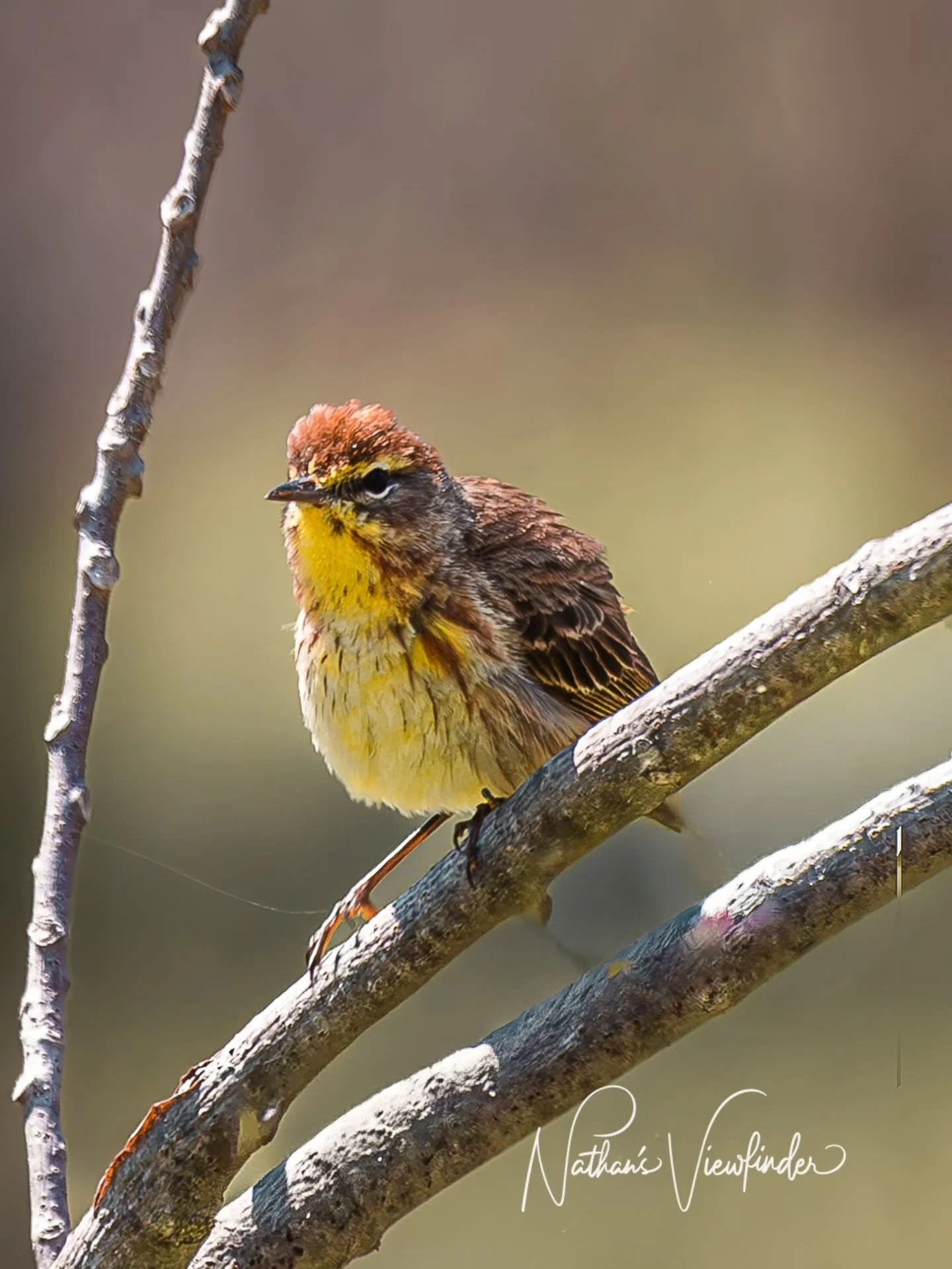 One from the archives today. 📸 These were some of my very first attempts at wildlife photography, captured on the Canon 6D.

​I remember how fast this little Palm Warbler was&mdash;if you&rsquo;ve ever tried to track a warbler through a lens, you kn