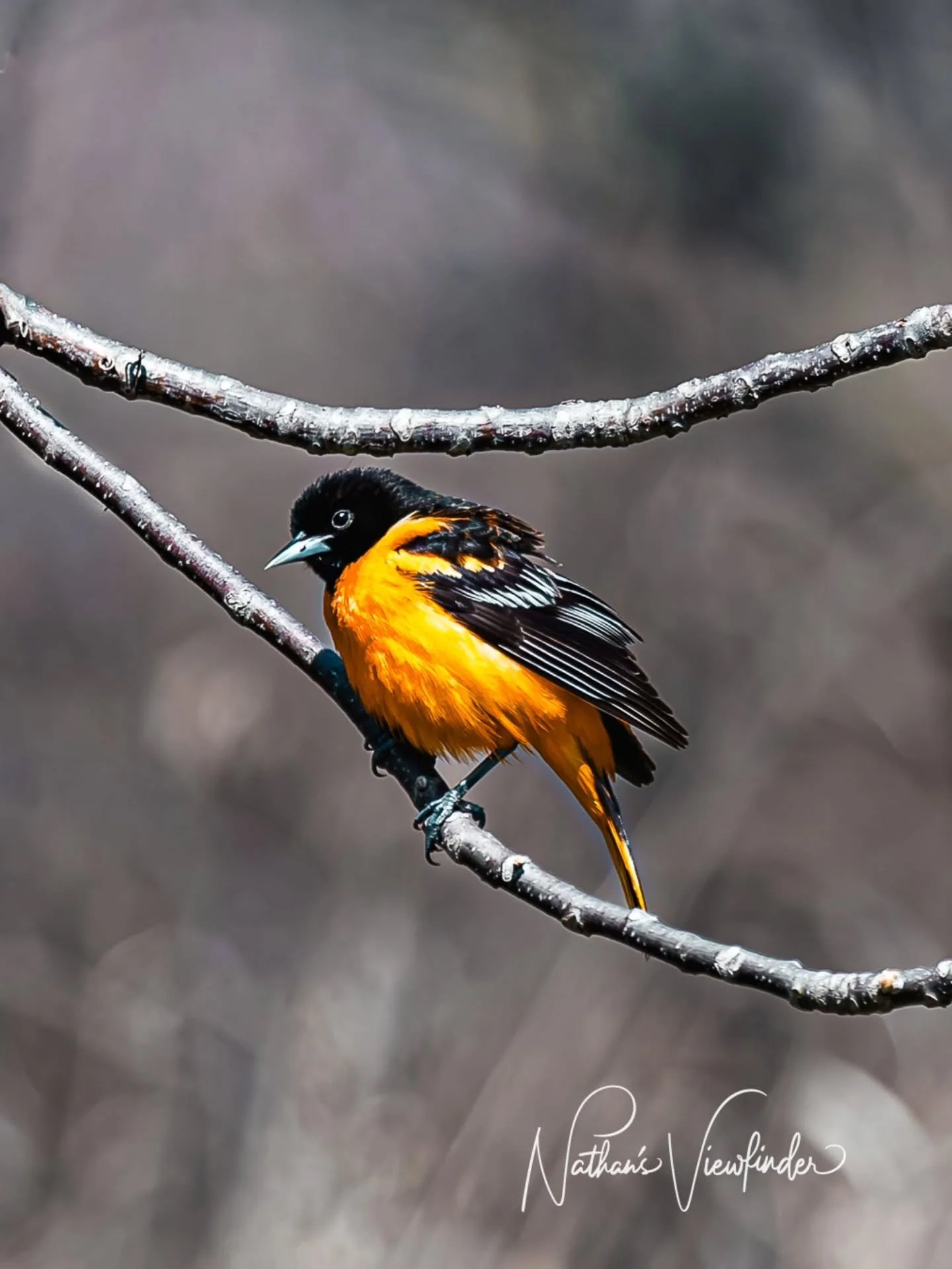 ​A flash of fire in the trees! 🔥 📸

​Spotted this beautiful Baltimore Oriole making a grand appearance. There&rsquo;s nothing quite like that vibrant orange against a moody spring backdrop. 

​Which shot do you prefer: 1 or 2? Let me know in the co