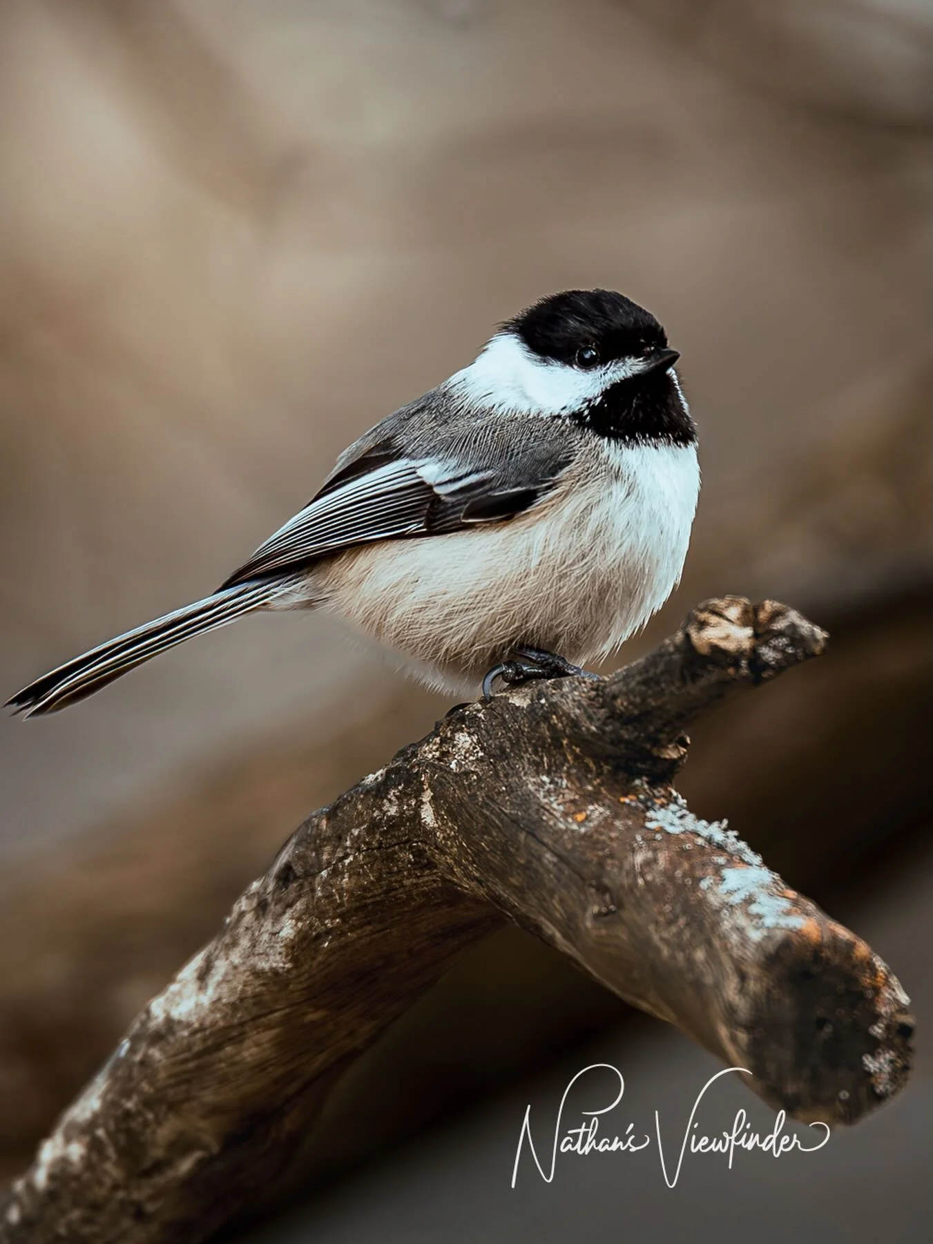 Tiny but mighty. 🐦✨ 
There&rsquo;s something so grounding about the presence of a Black-capped Chickadee. 
They&rsquo;re the bravest little souls in the forest, always the first to say hello and 
a constant reminder that even the smallest creatures 