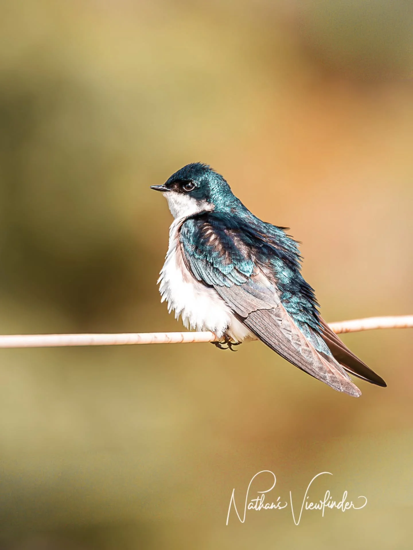 A great thing about wildlife photography is that you never know when you're going to get the perfect shot. This stunning picture of a Tree Swallow is a great example. These birds are always on the move, but this one decided to stop for a picture, and