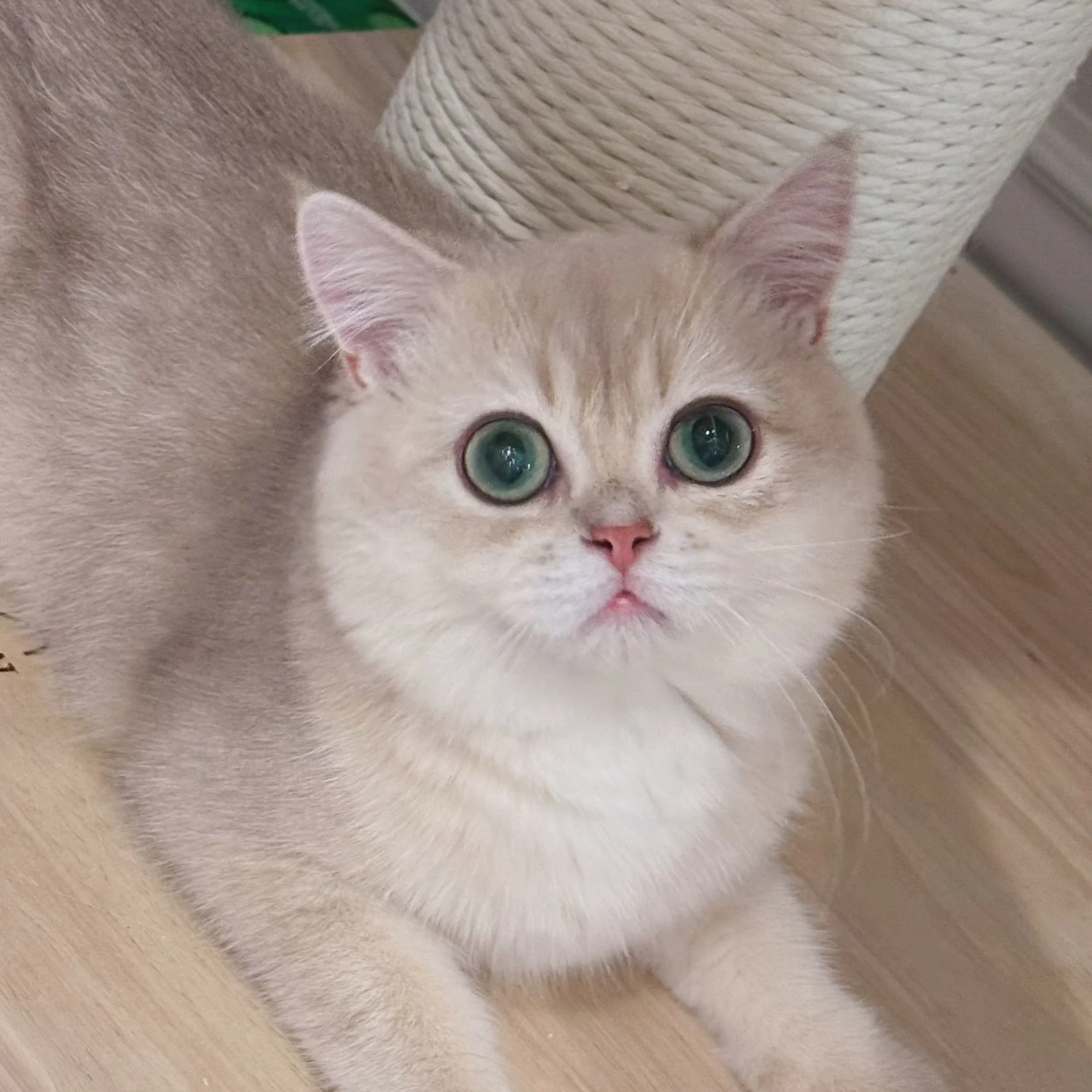 A close-up of a cute, light-colored British shorthair kitten with big green eyes and pink nose, lying next to a beige scratching post on a wooden floor.