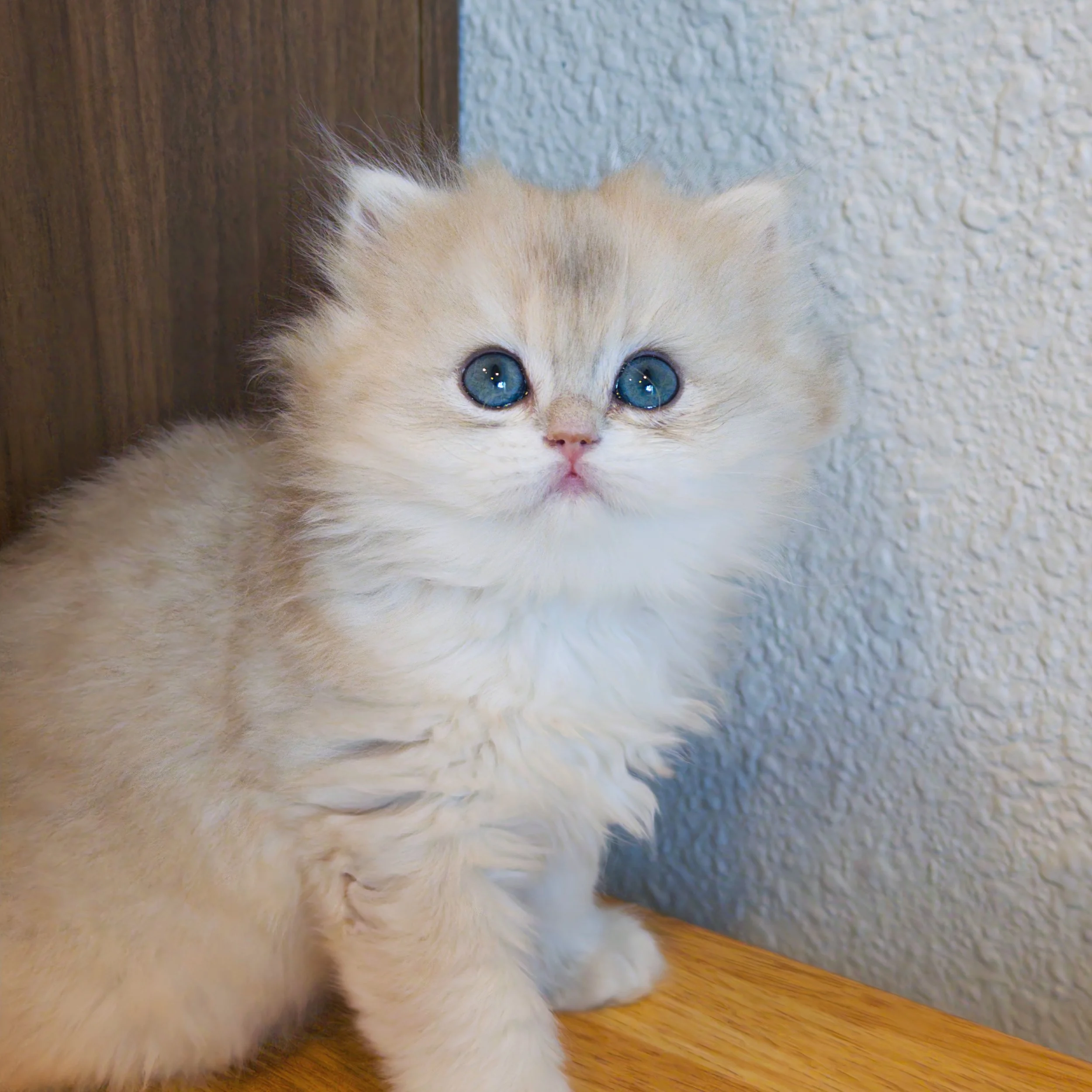 A cute, cream-colored kitten with blue eyes, lying on a soft, white surface. The kitten is looking directly at the camera with a pink nose and small ears, and is dressed in a blue and white outfit. The background features warm wooden tones. The image has a festive, wintery theme with snowflake decorations and the text 'Show More out'