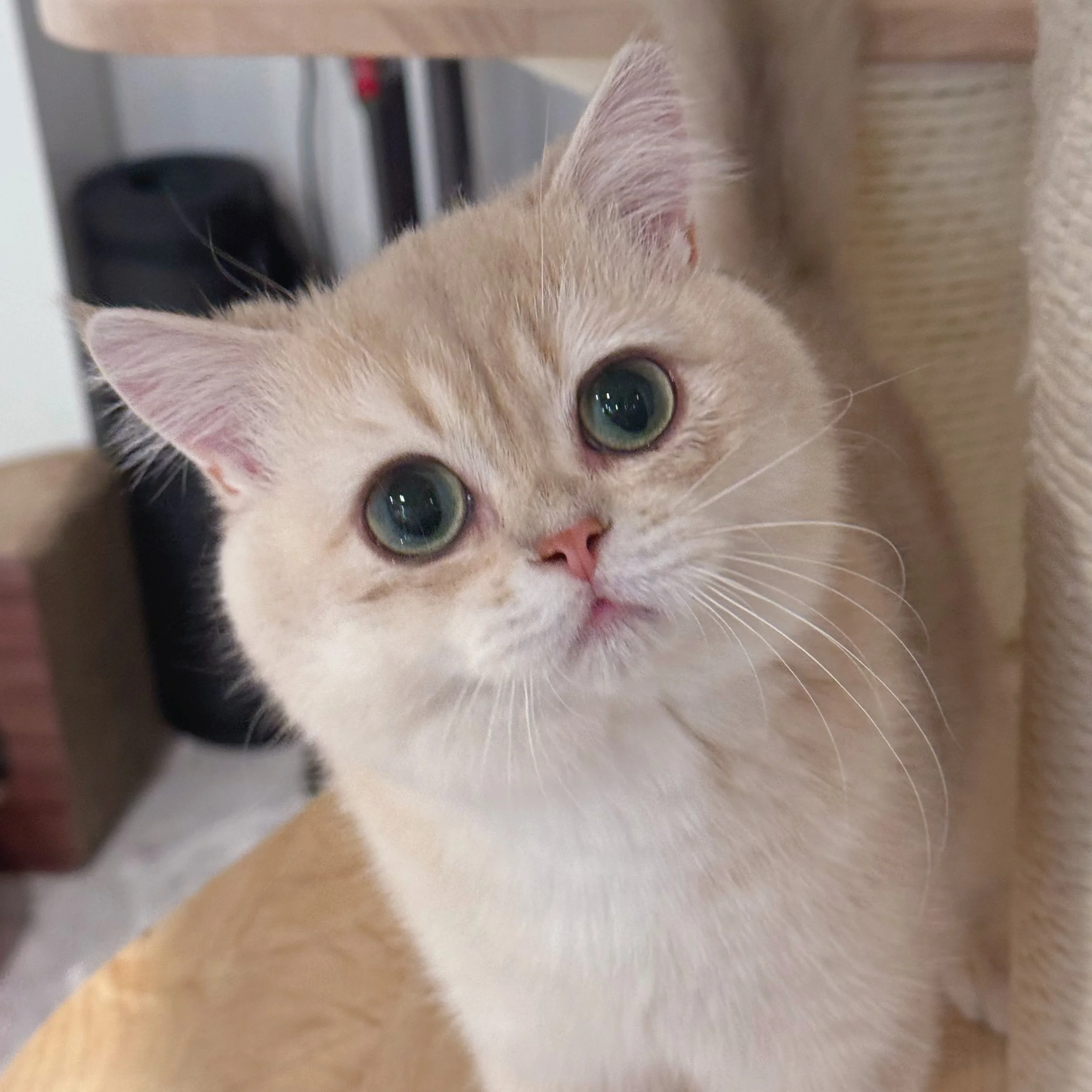 Close-up of a cream-colored British shorthair kitten with green eyes peeking out from behind a piece of furniture.