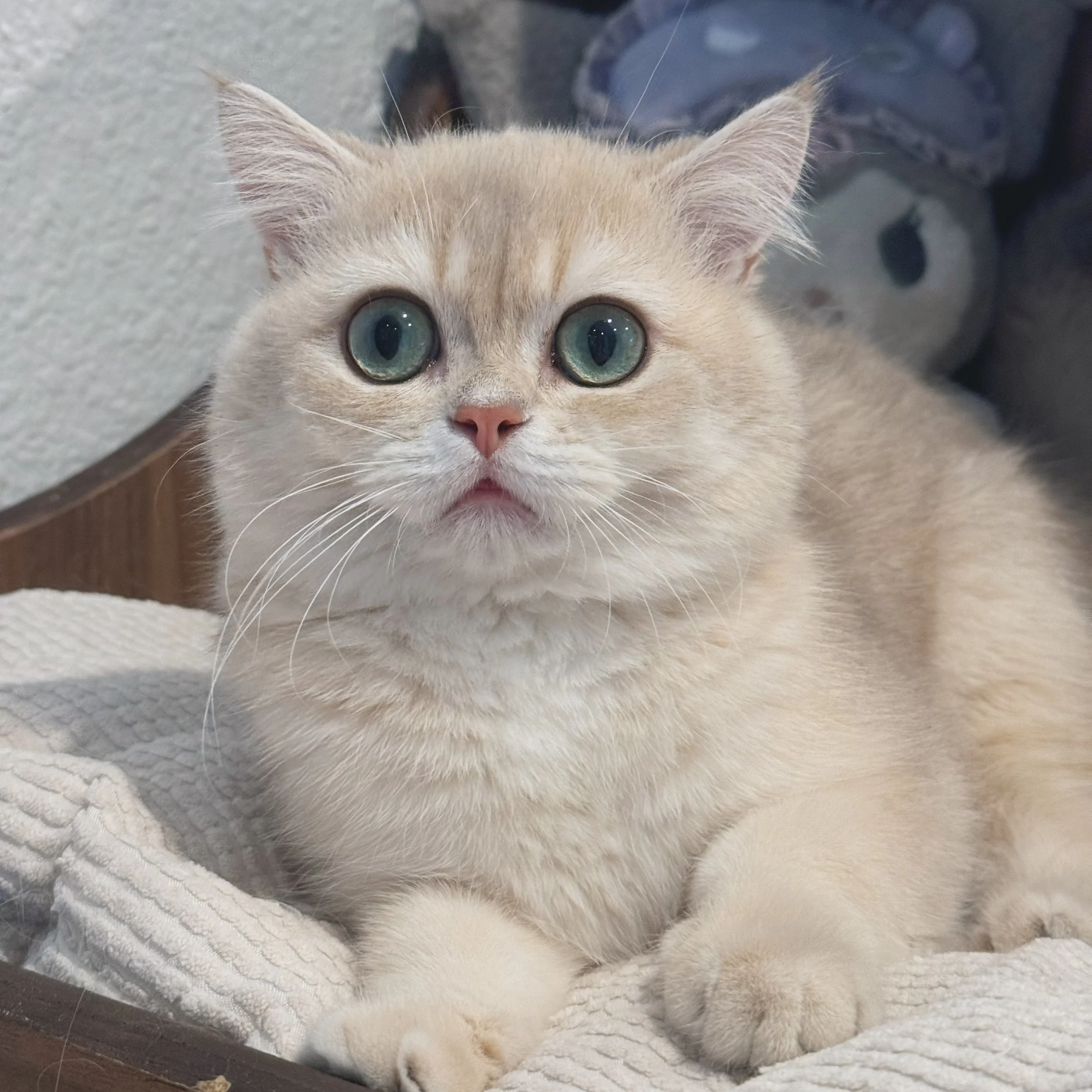 Close-up of a light-colored tabby British shorthair kitten with big blue eyes, lying on a soft blanket or towel.