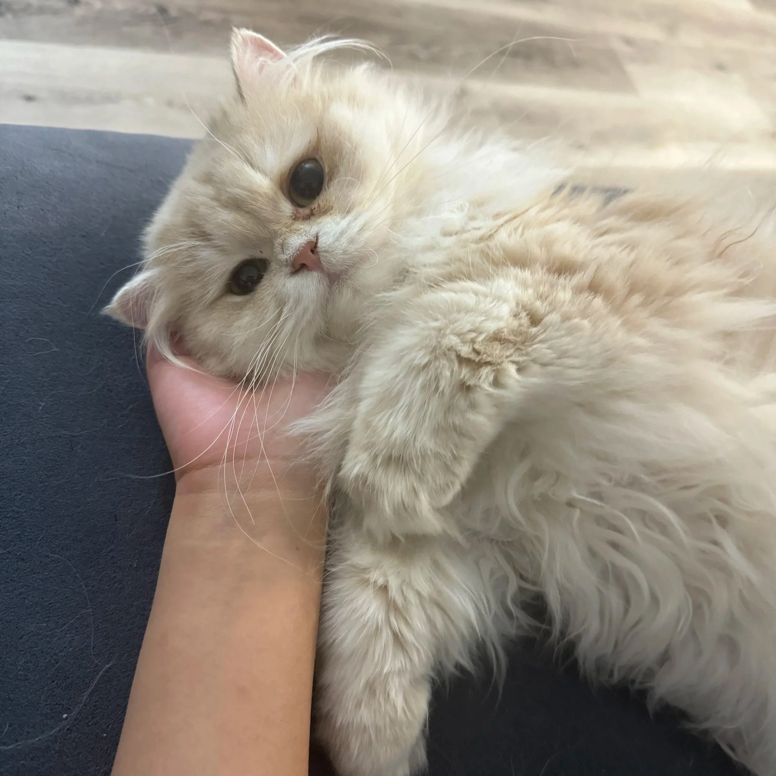 Close-up of a fluffy cream-colored British longhair cat lying next to a person's arm on a dark surface.