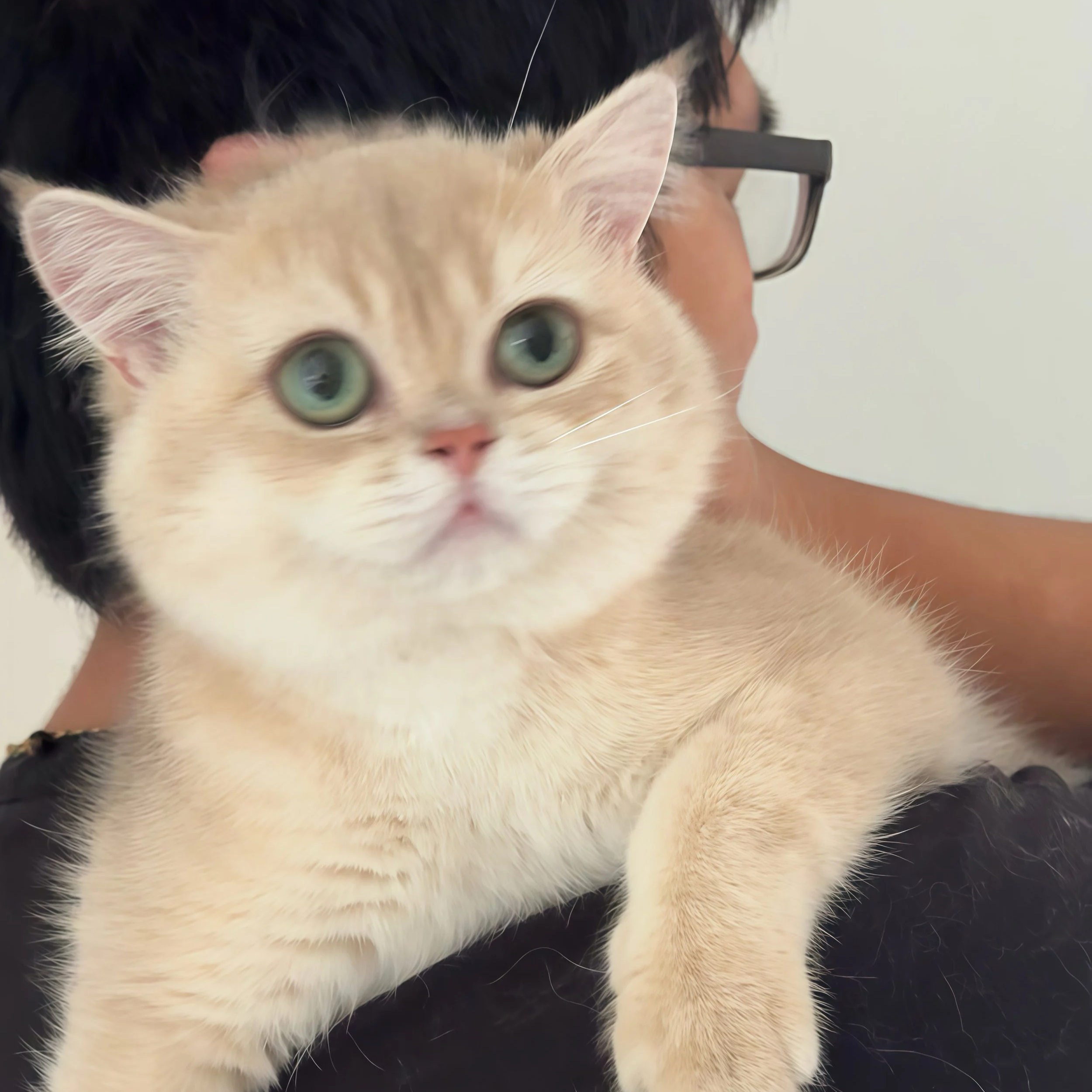 Close-up of a cream-colored British shorthair cat with blue eyes, being held by a person wearing glasses.