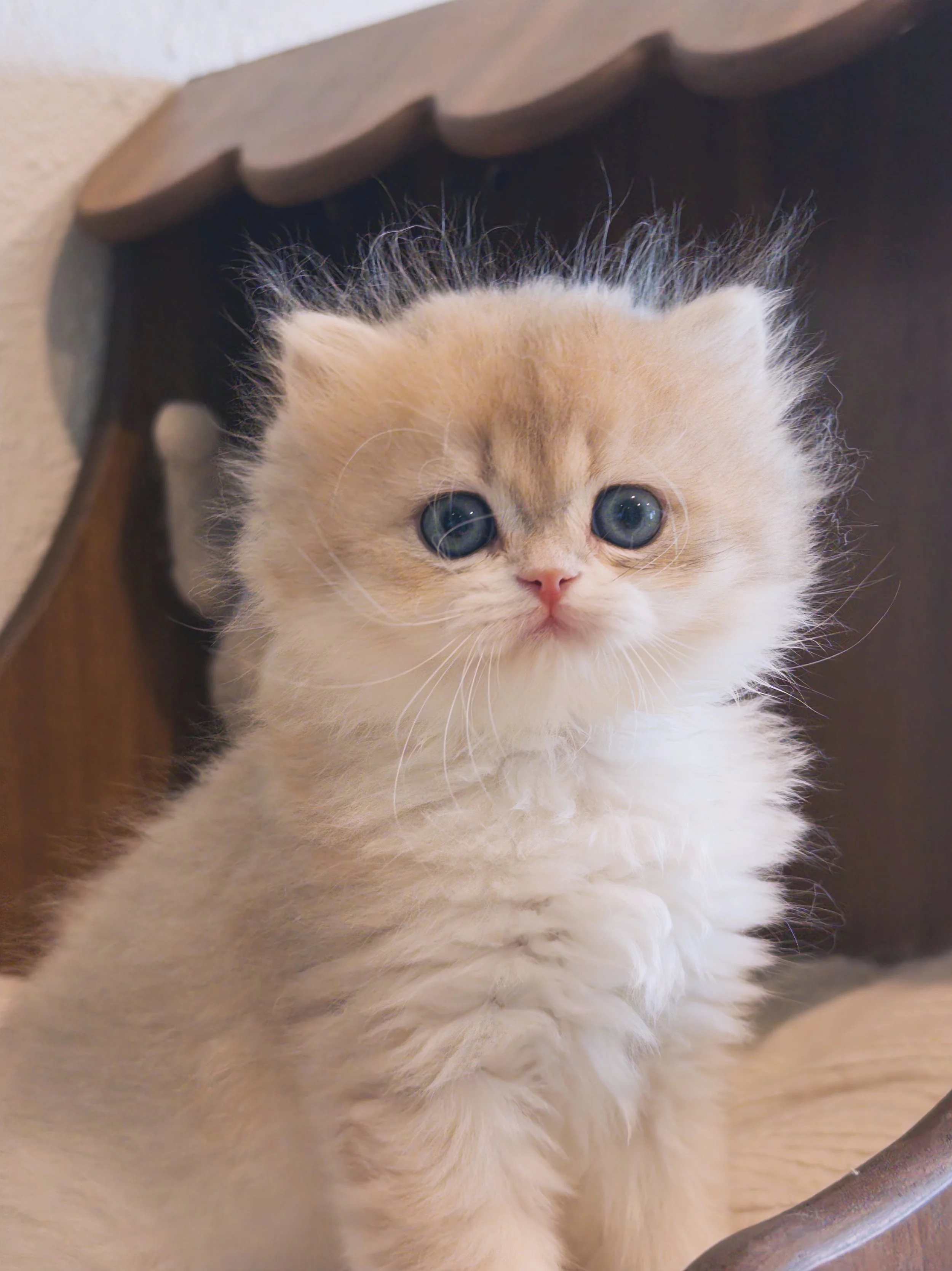 A close-up of a fluffy orange kitten with blue eyes, lying on a wooden floor. The image has a snowflake graphic and the text 'Snow Moon Sanctuary' partially visible at the bottom.