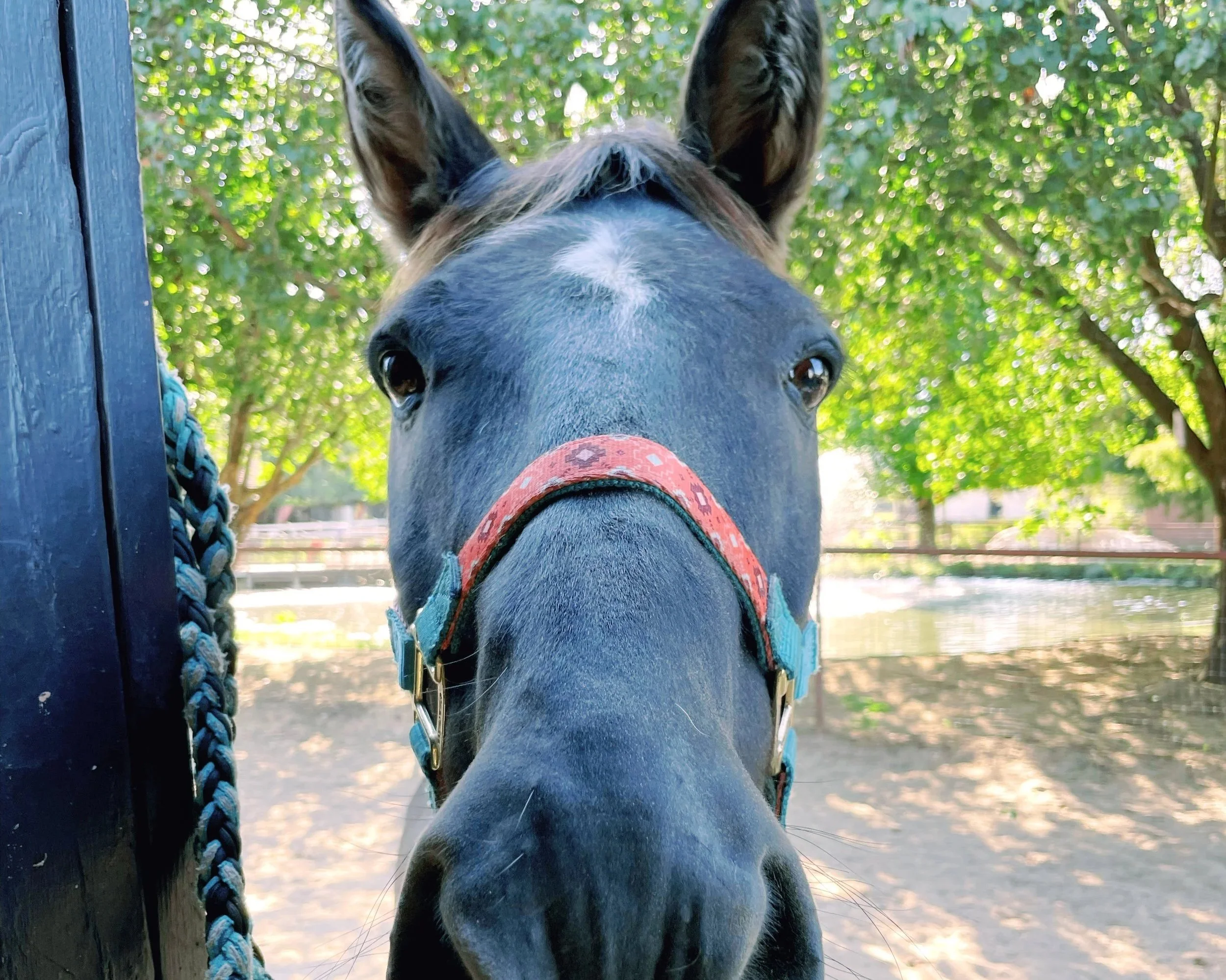 Feb. 16 1-Day Pop Up Camp