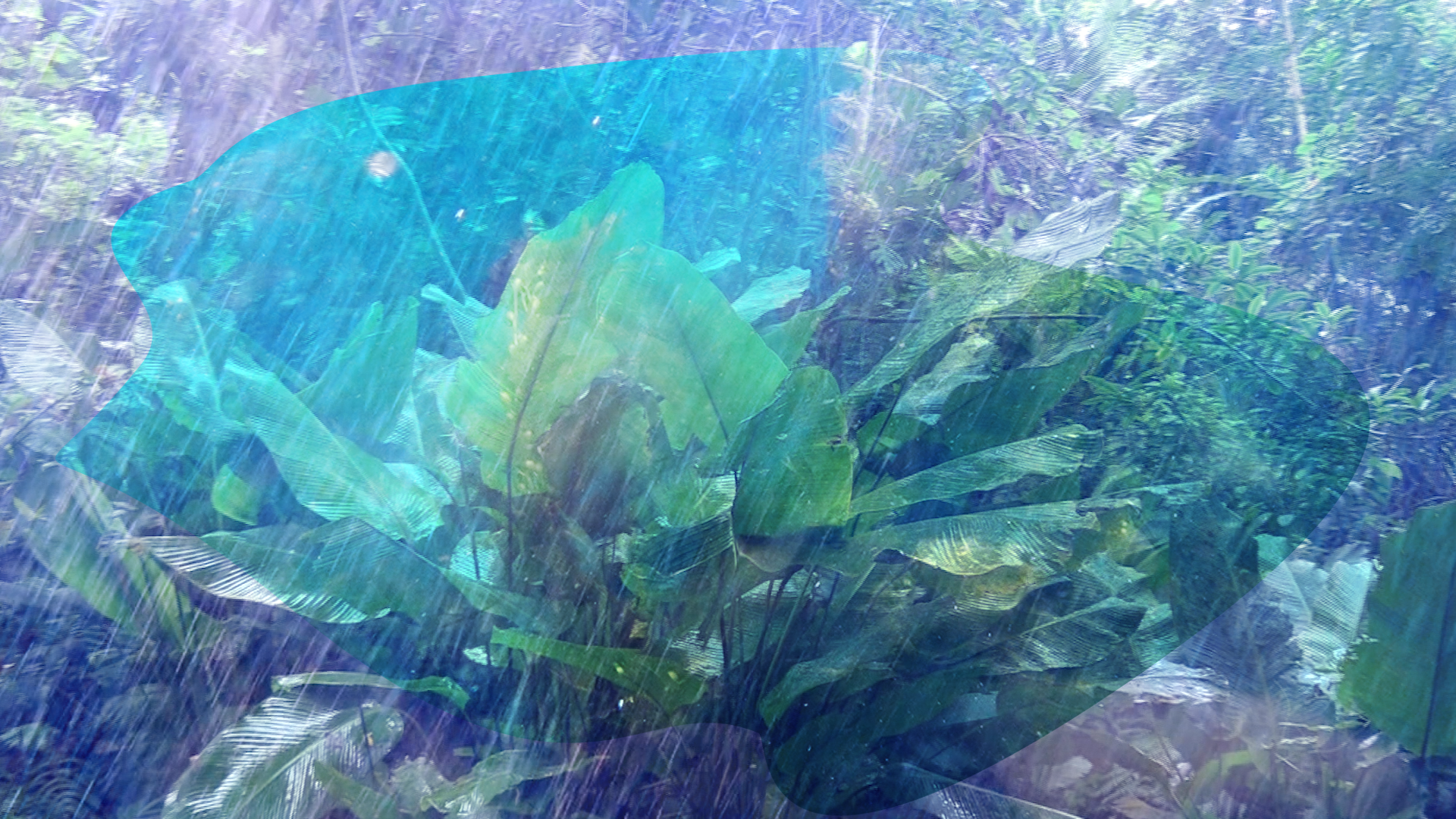 woods_aragonitestars_BRIC_2022_04.png