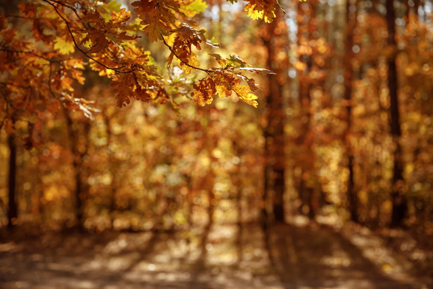 Golden autumn oak leaves in soft light