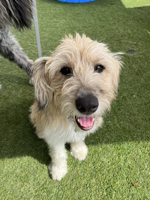 Lulu, therapy dog in training