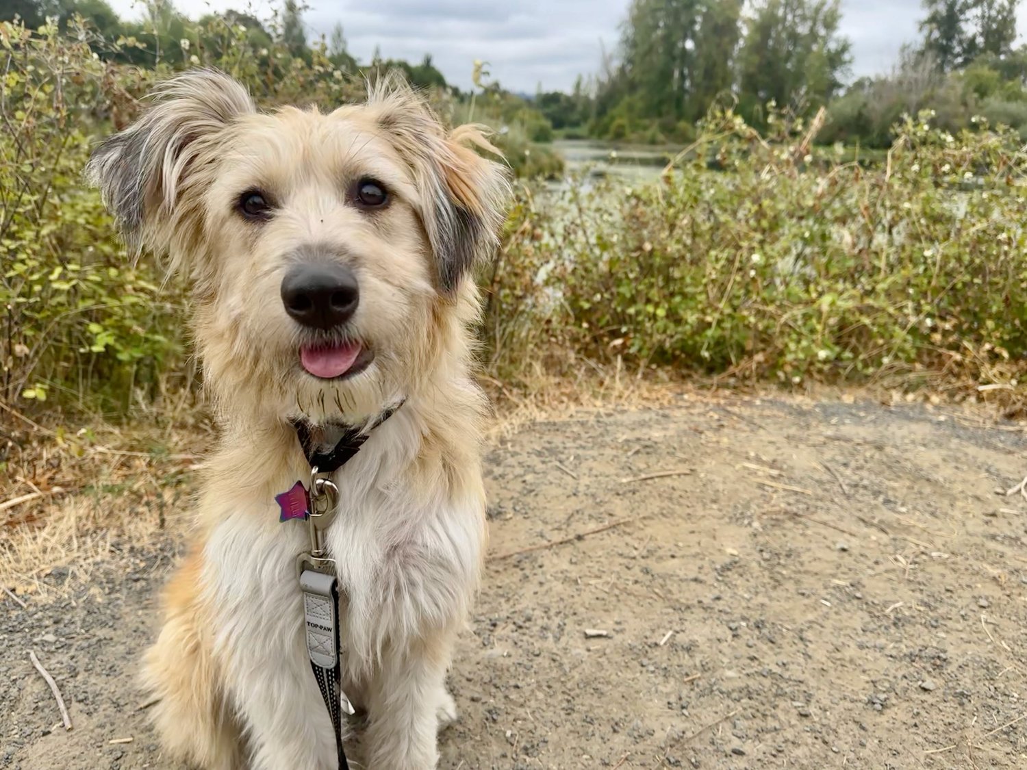 Lulu, our therapy dog in training