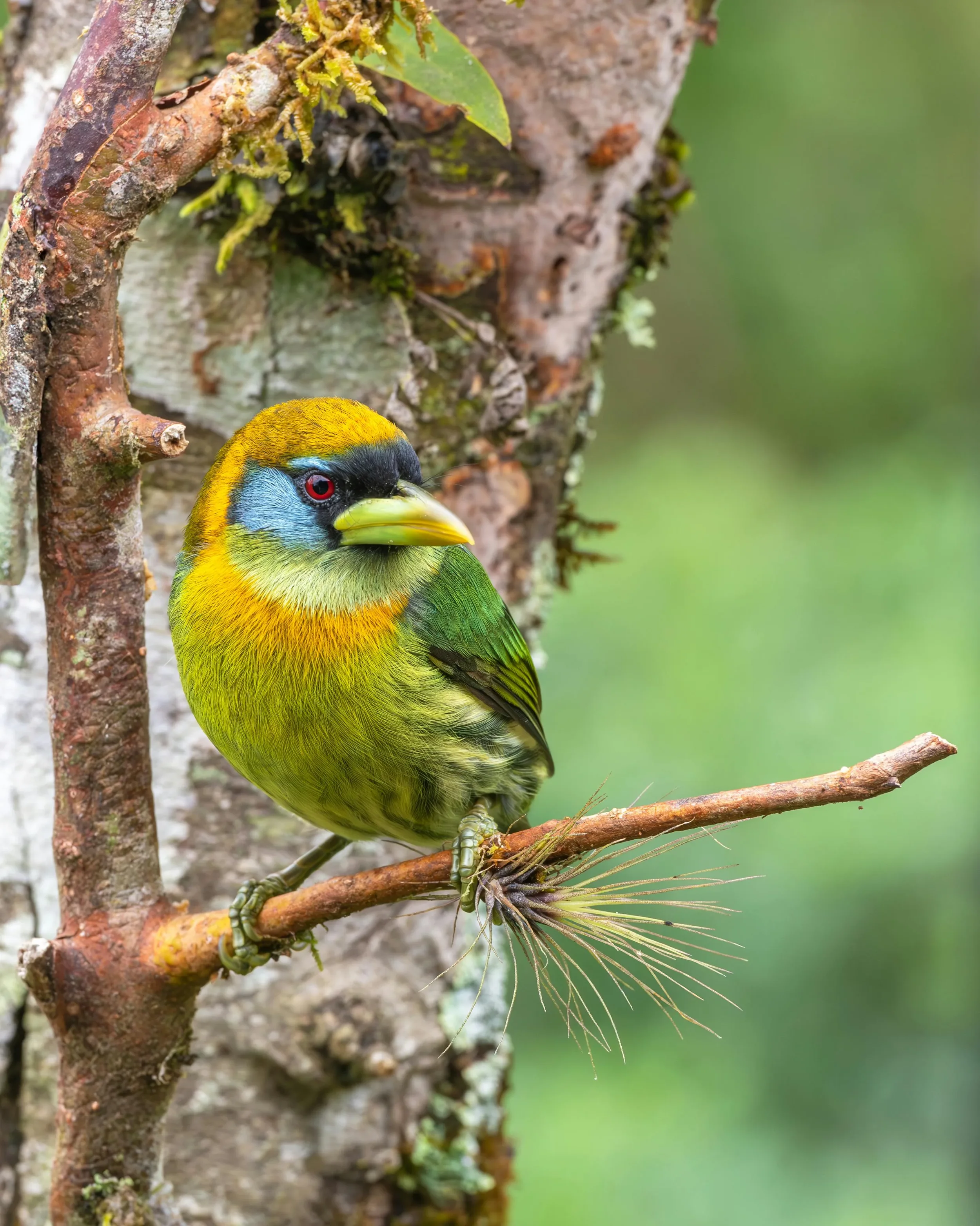 costa-rica-bird-2.webp