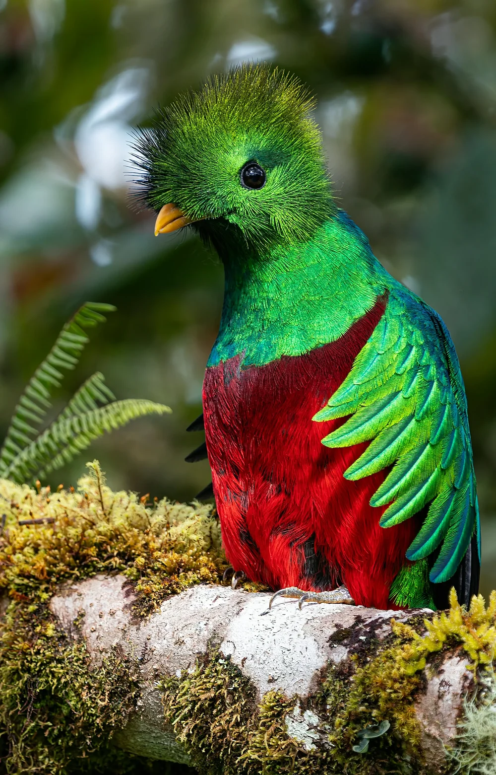 costa-rica-bird.webp