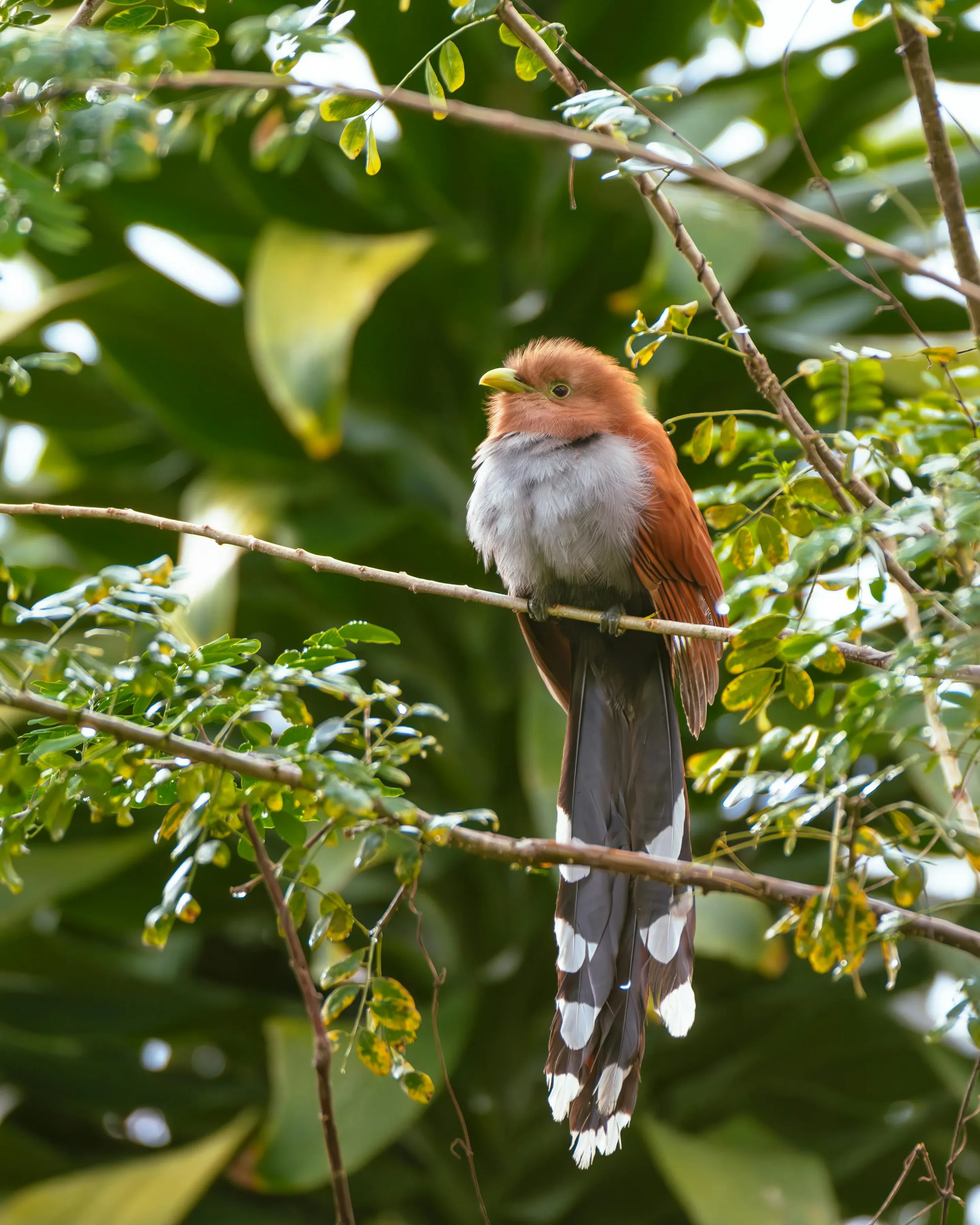 costa-rica-bird-3.webp