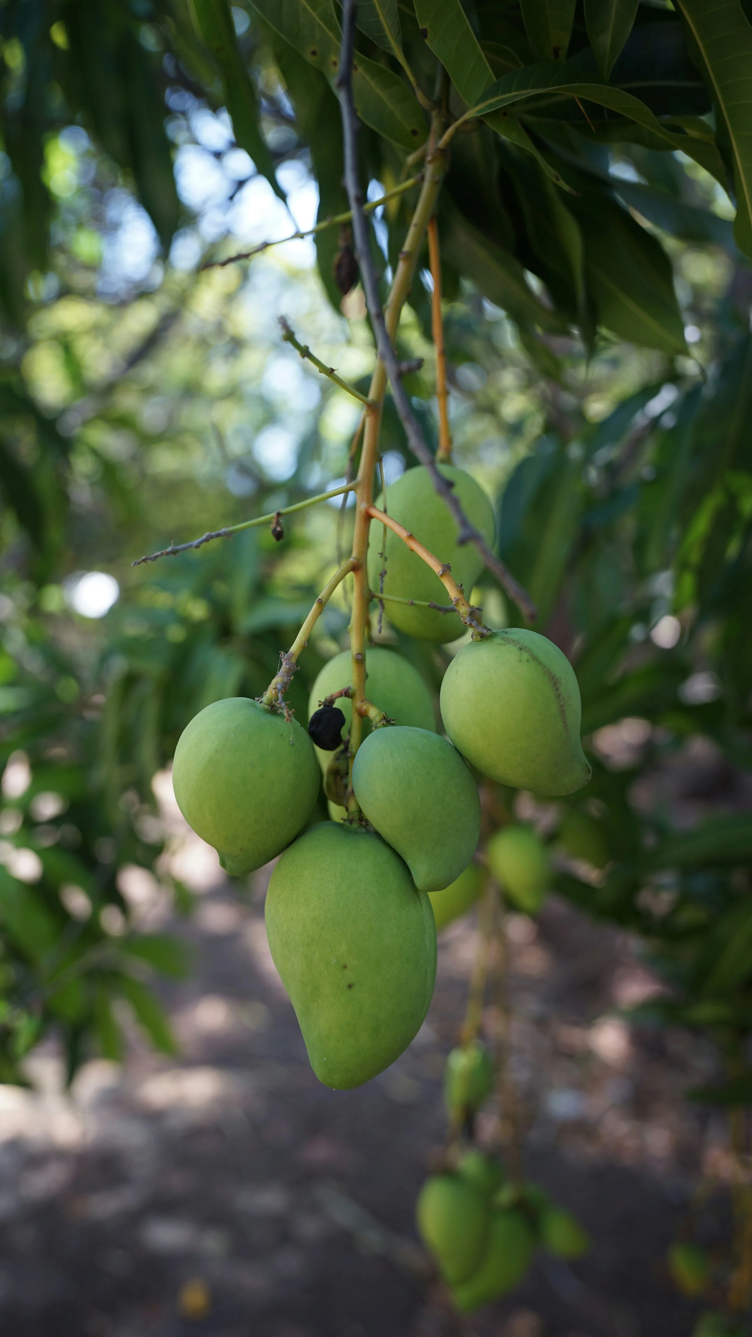 Mangos Produce 2.jpg