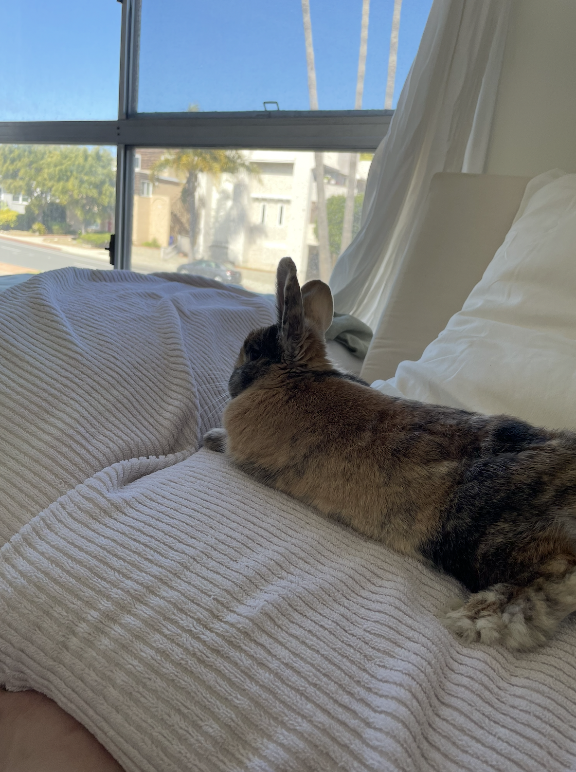 This is Basil, Piper's bunny!