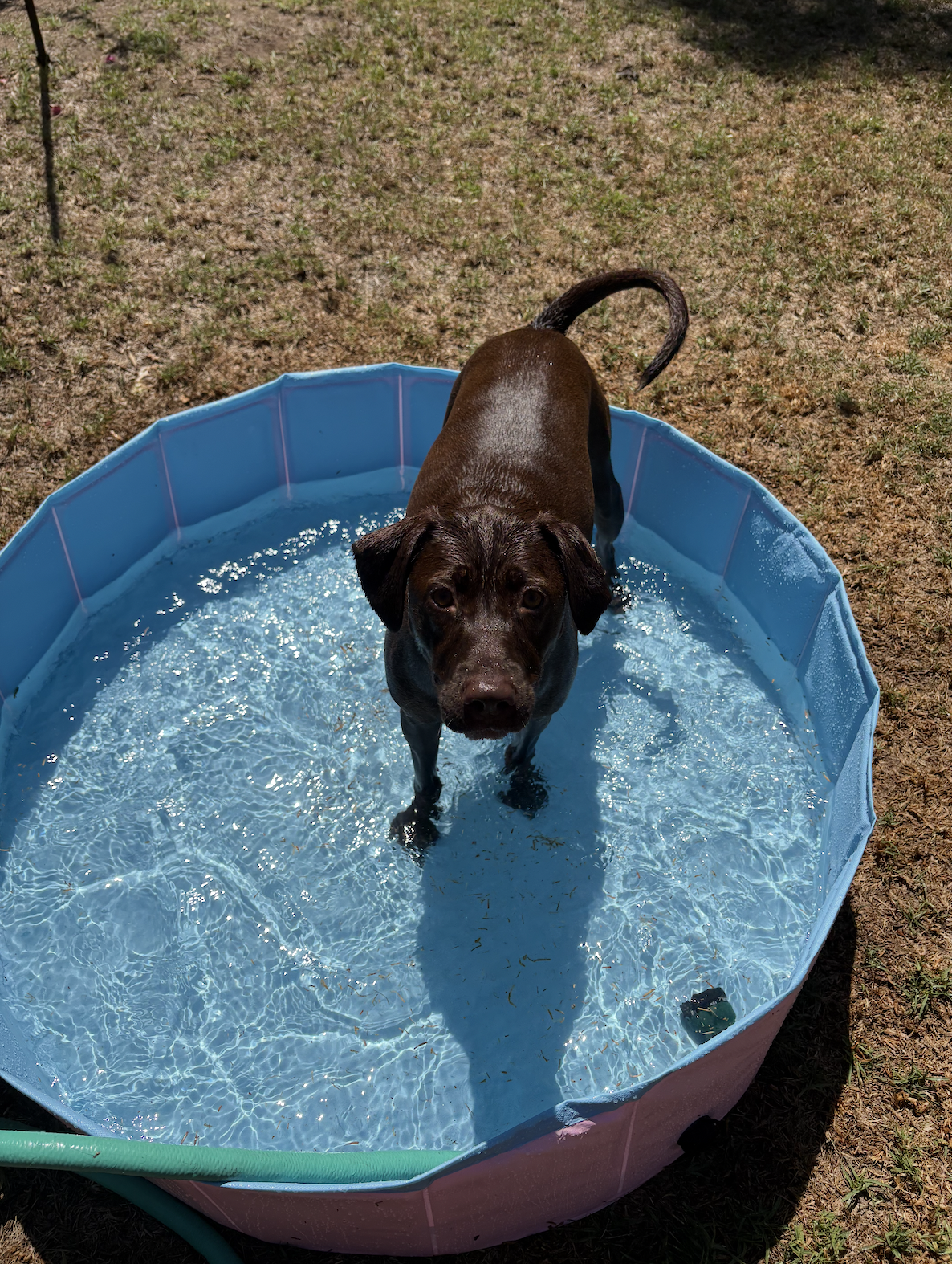 So cute 🥰. This is Piper's dog Rosemary.