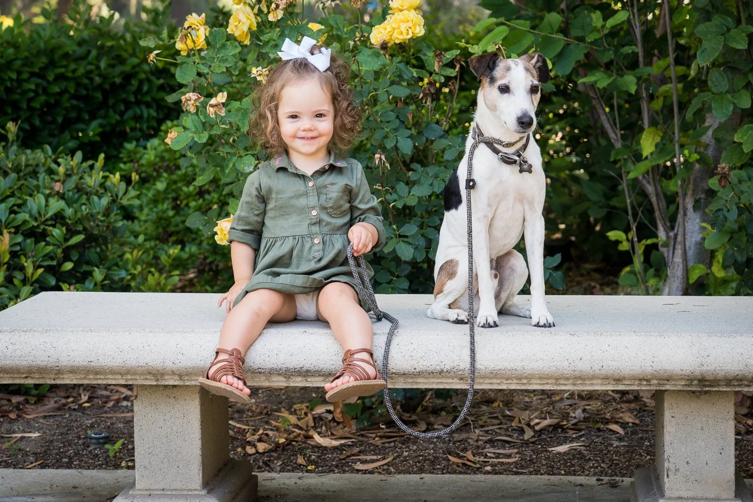 Young girl with curly hair and a white bow, sitting on a concrete bench next to a dog with a black and white coat, in front of green bushes with yellow flowers.
