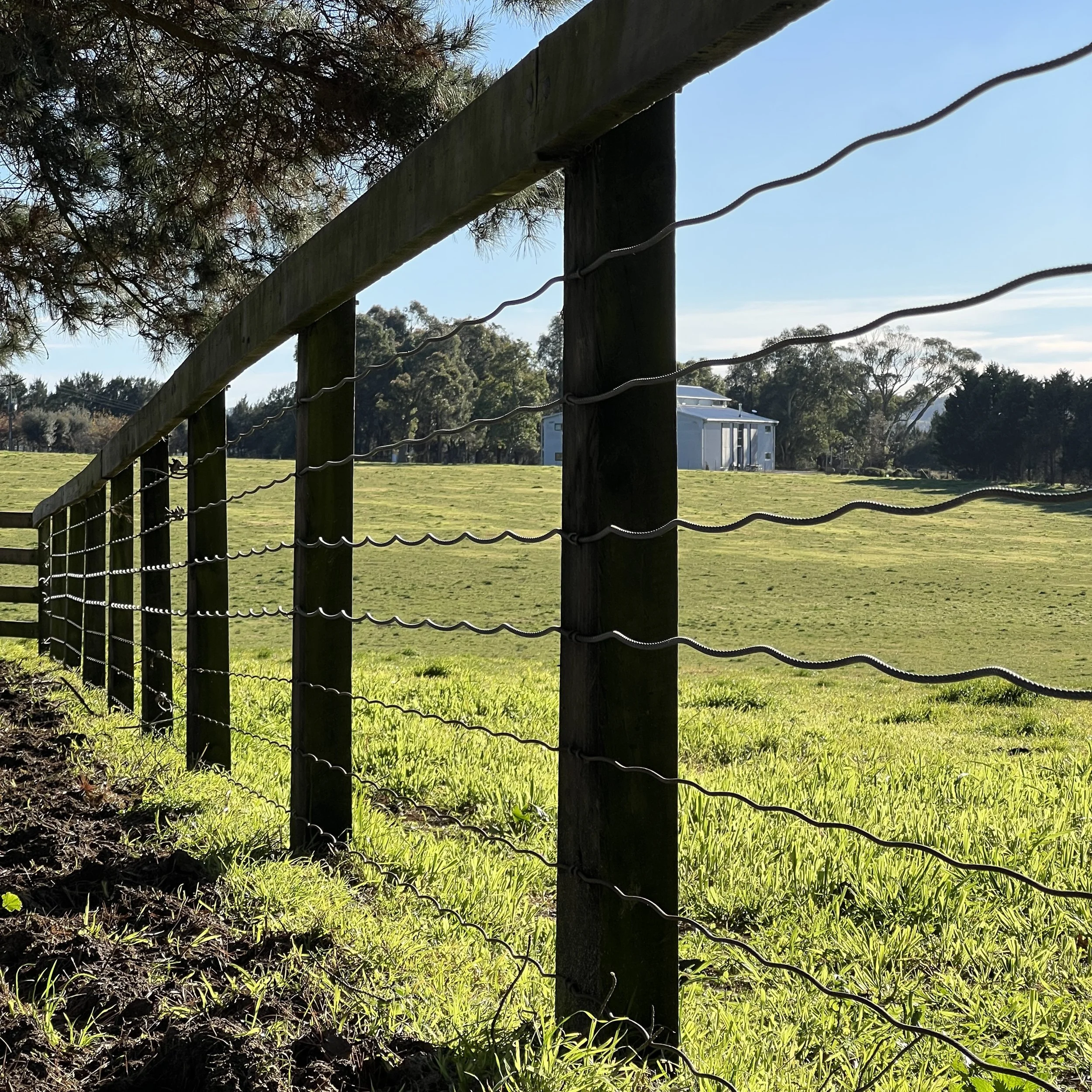 A view of a grassy field seen through a wooden fence with wire strands, with trees and a clear blue sky in the background.