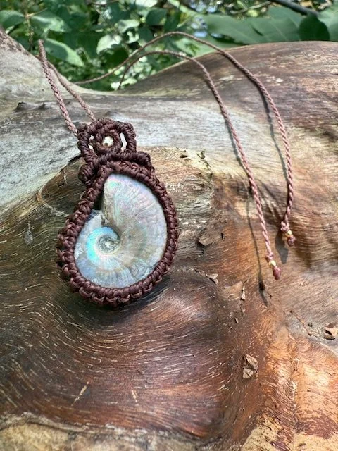 Iridescent Ammonite