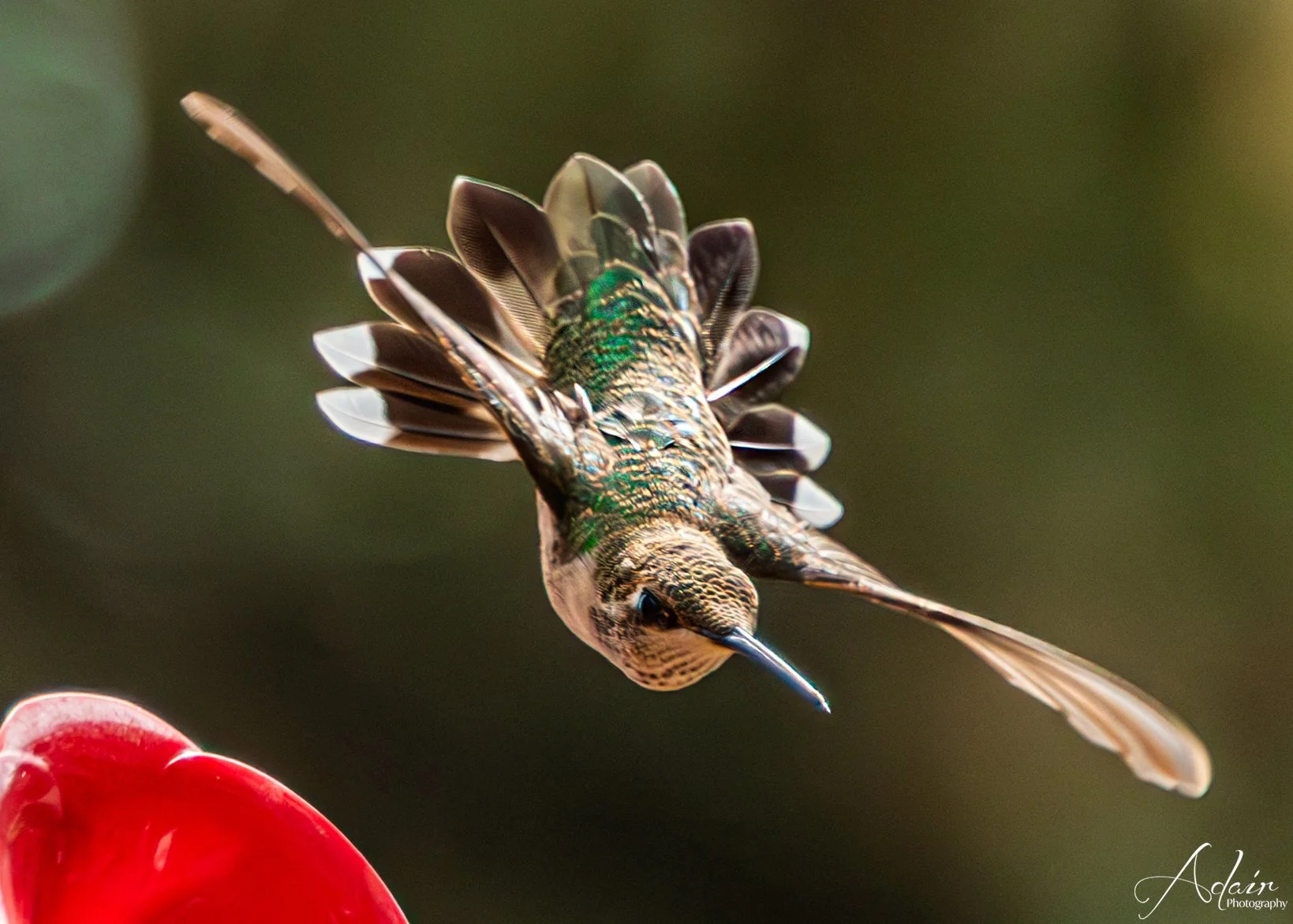 Humming_01.jpg