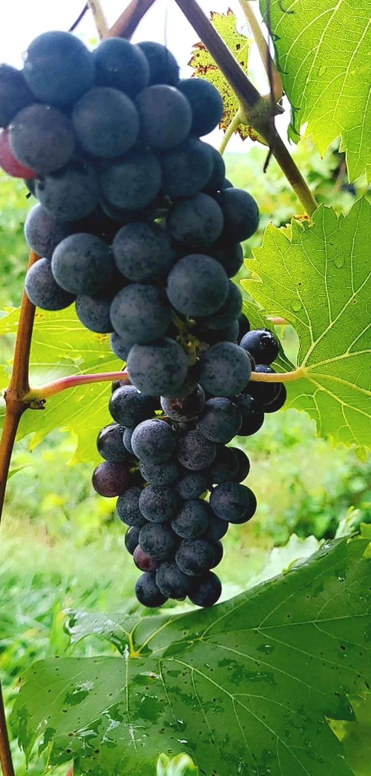 Chambourcin: Grape of the Month, June 2025
