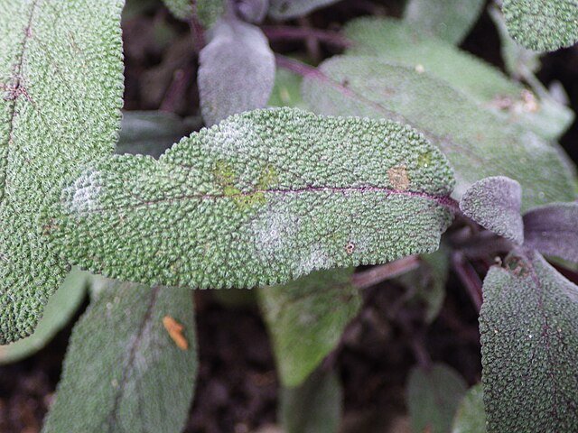 Schlaghecken Josef, CC BY 4.0, via Wikimedia Commons