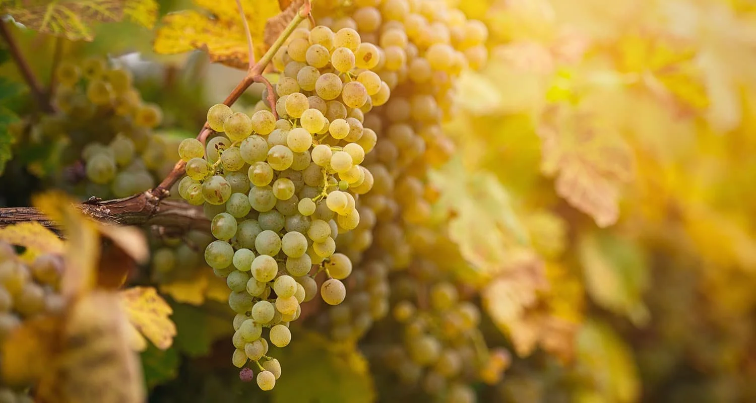 Scheurebe: Grape of the Month, April 2026