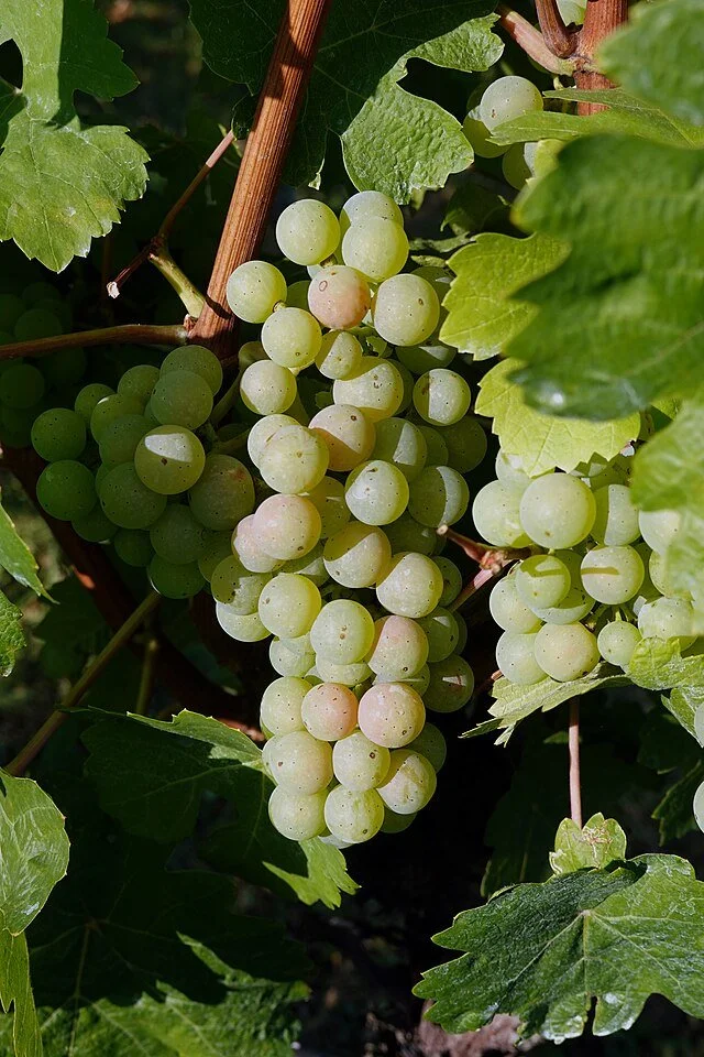 Geolina163 + 1971markus, CC BY-SA 4.0, via Wikimedia Commons