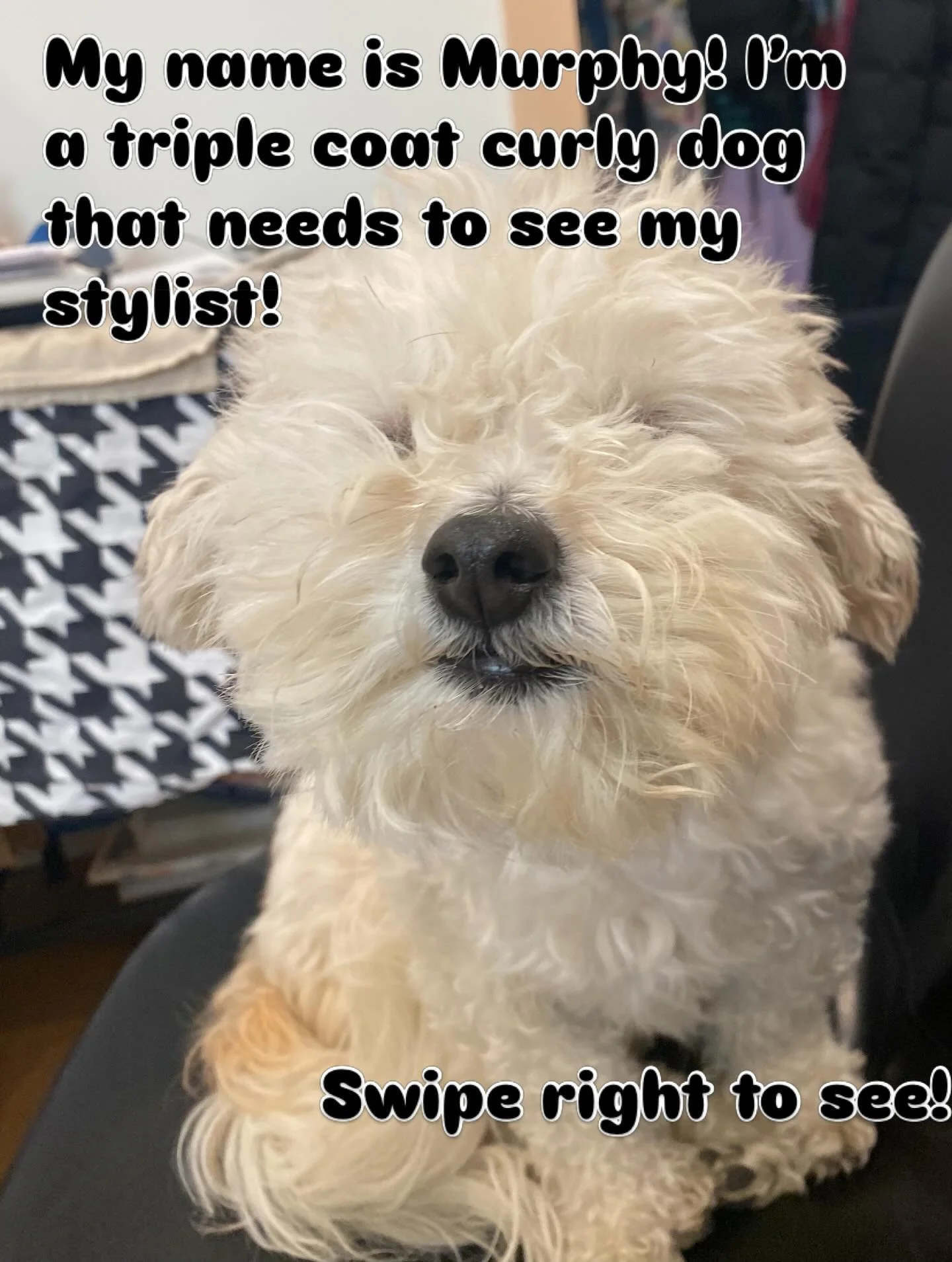 Sooooo! My 13 lbs bichon poodle is prolly my MOST INTENSE curly client! His routine is unforgiving! He needs to be brushed 2X a day, he uses a clarifier and frag free @devacurl No Poo and One Condition, micro fiber towel. People ask if I cut his hair