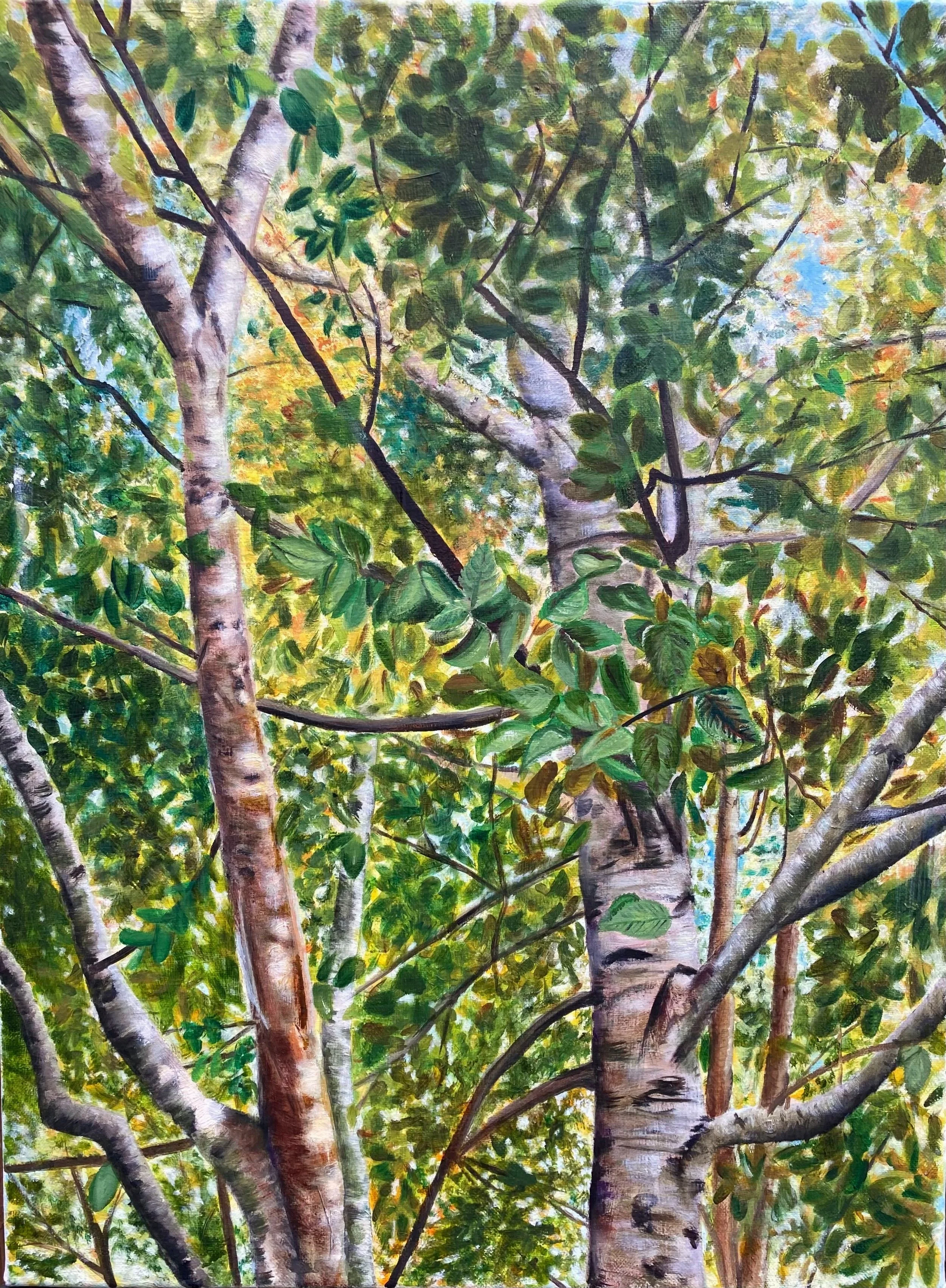 Deveaux Birches