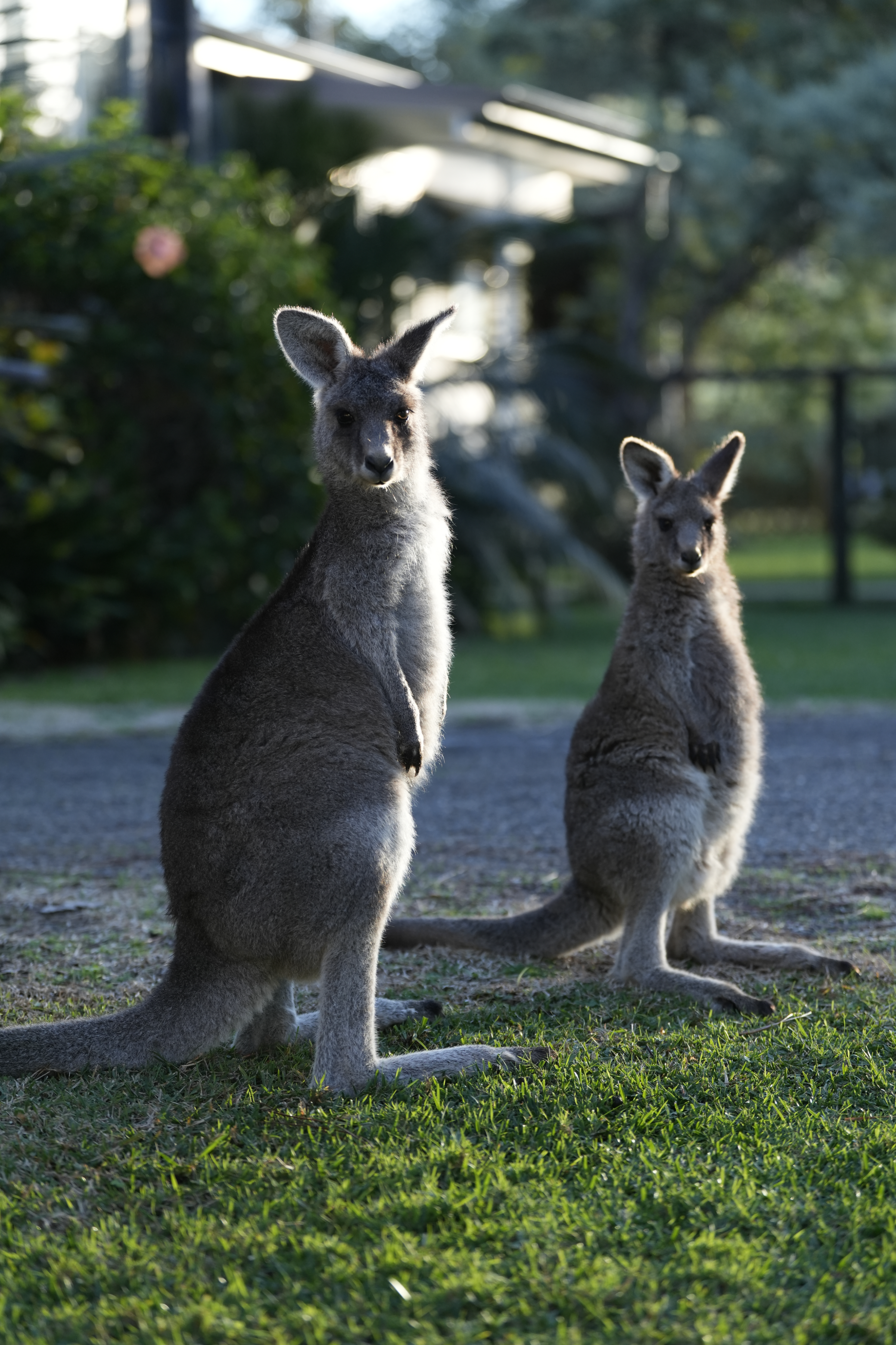 Two kangaroos sitting on grass, with one looking directly at the camera and the other turned slightly away, in an outdoor setting with trees and a building in the background.