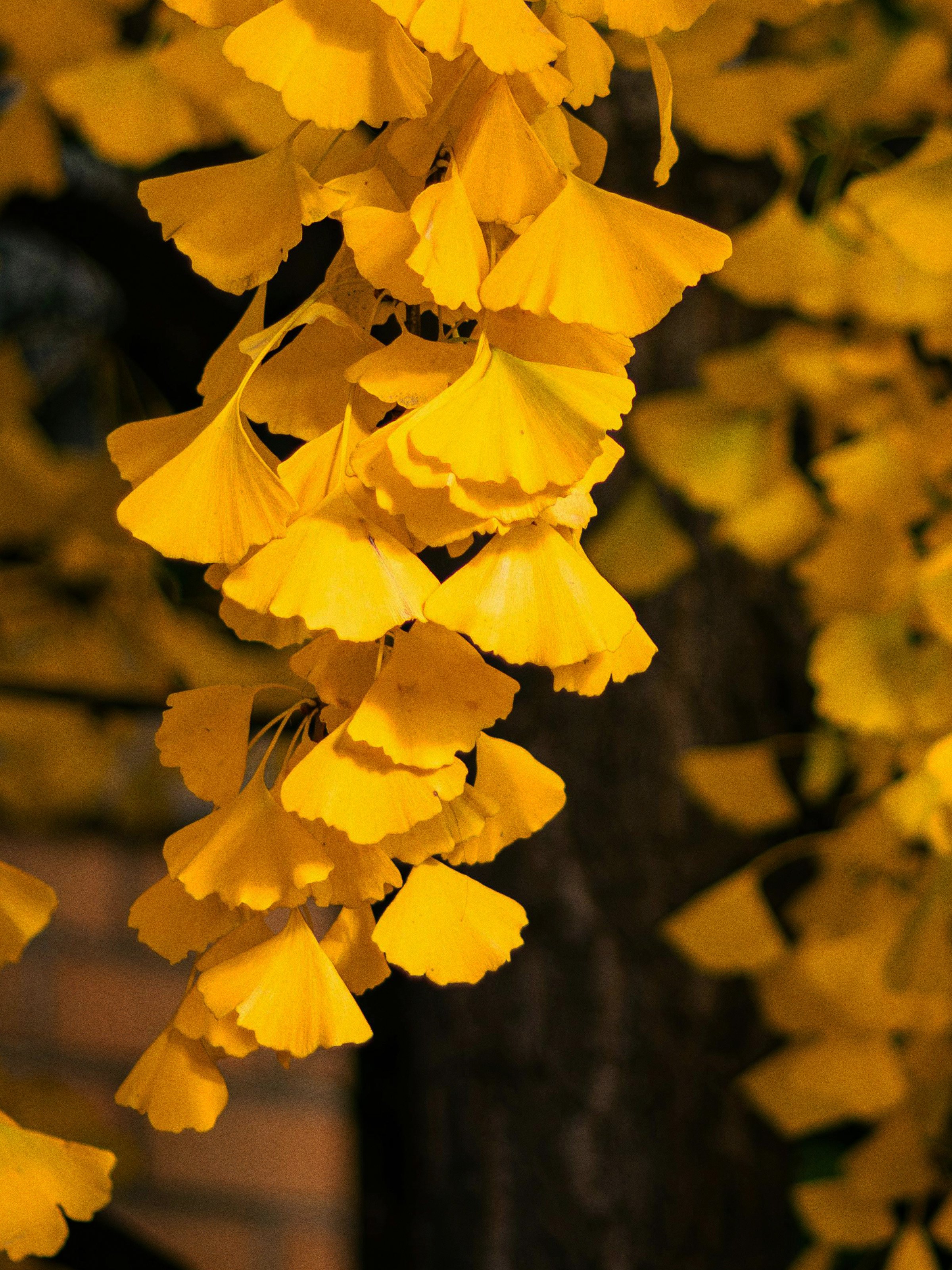 ginkgo yellow.jpg