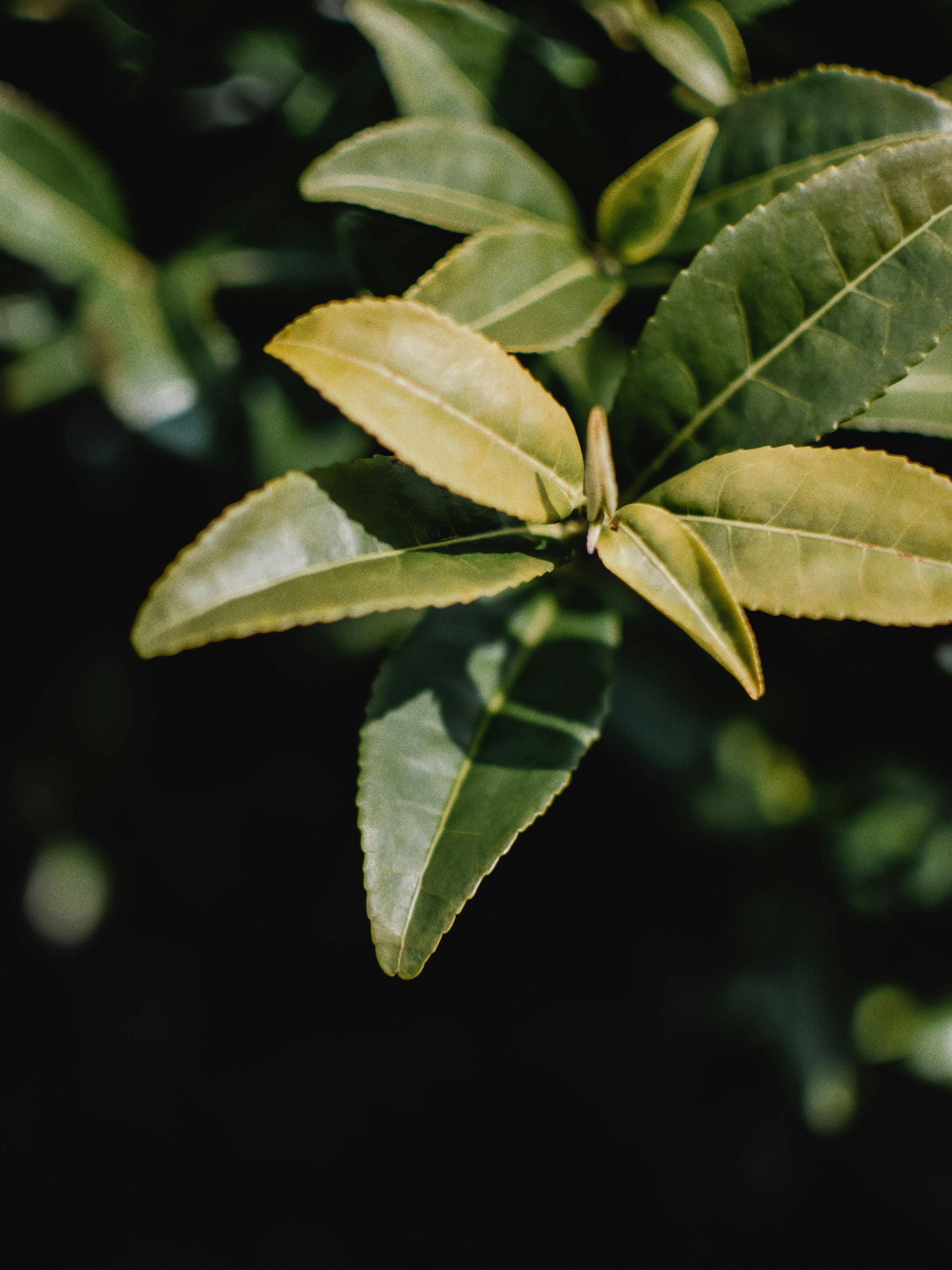 green tea.jpg