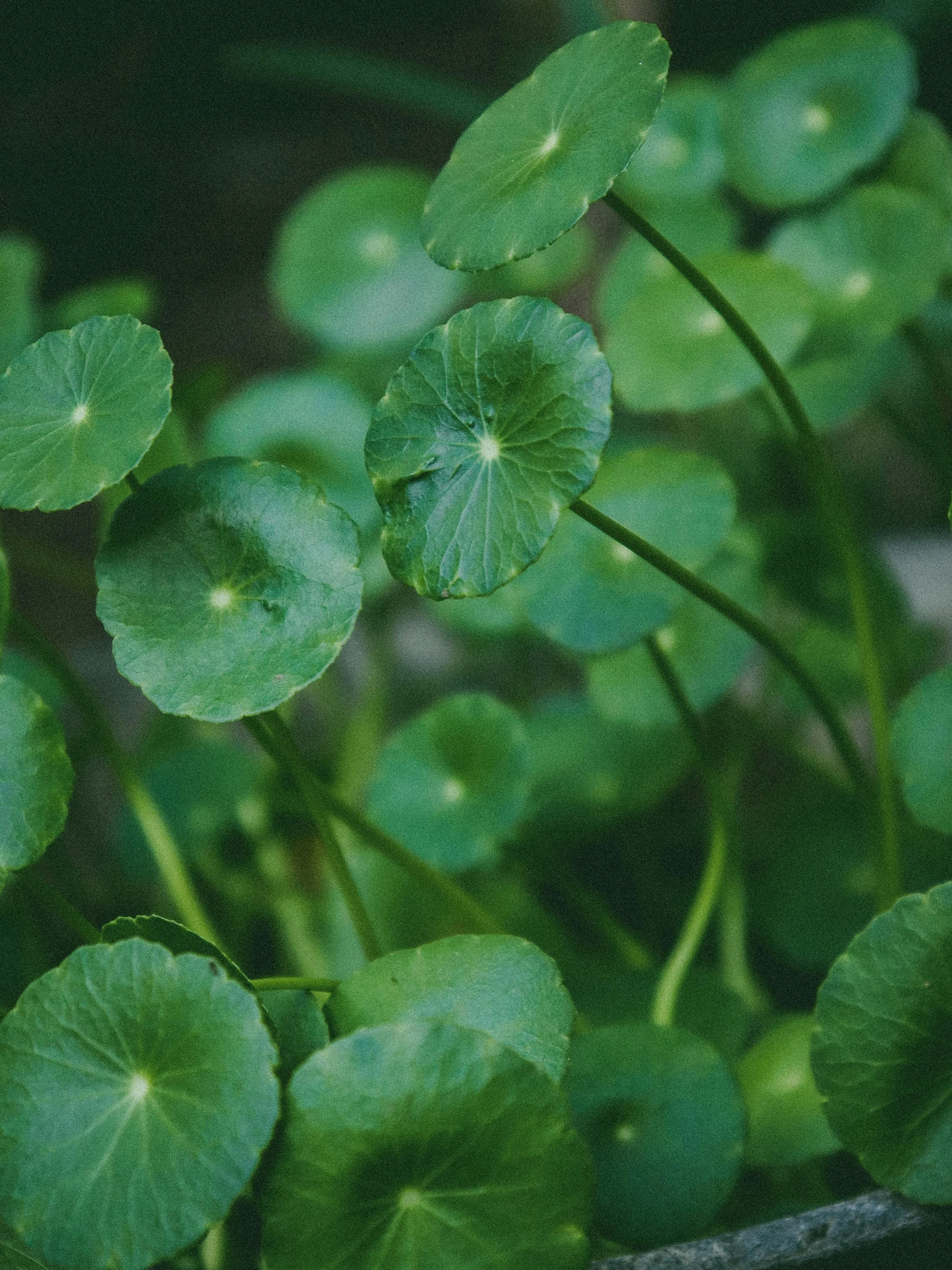 centella.jpg