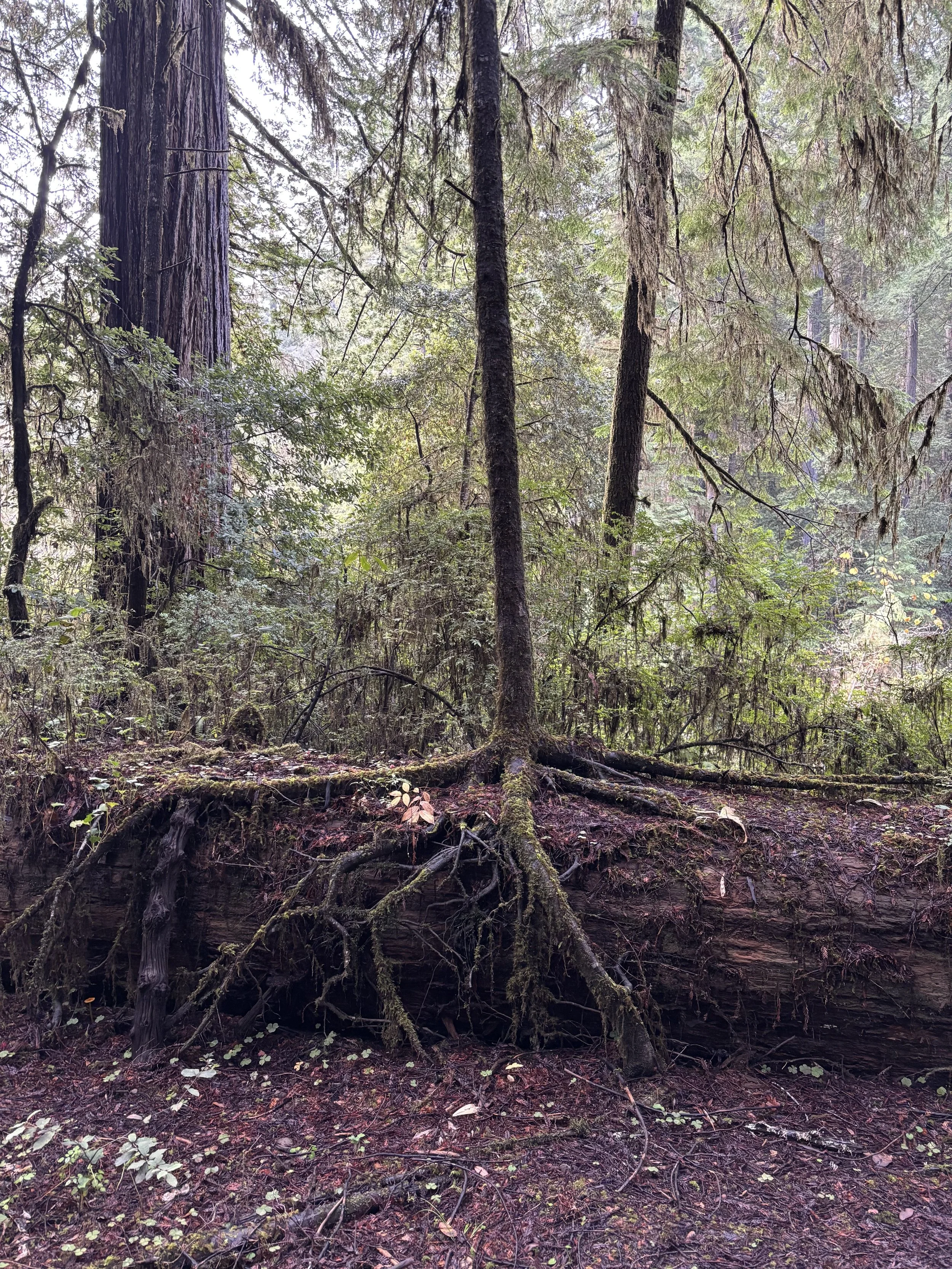 A dense forest with tall trees, moss-covered roots, fallen logs, and lush green underbrush.