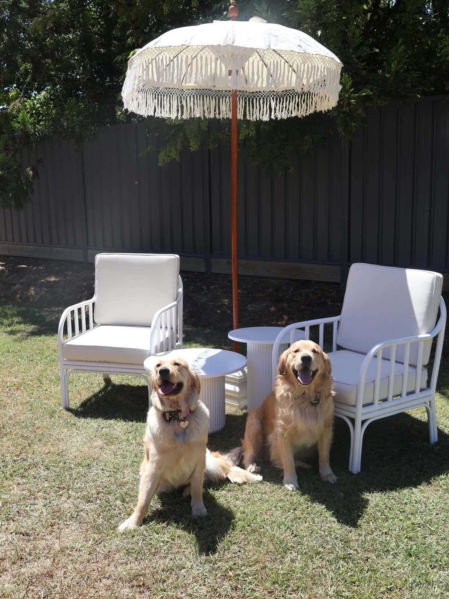 Crumpet and Honey decided the photo shoot would look better with them in it 🐾 Mum agreed 

We&rsquo;ll bring the furniture,
you bring the guests.
(Golden Retrievers optional but highly recommended) 

Wildwood Event Hire ✨