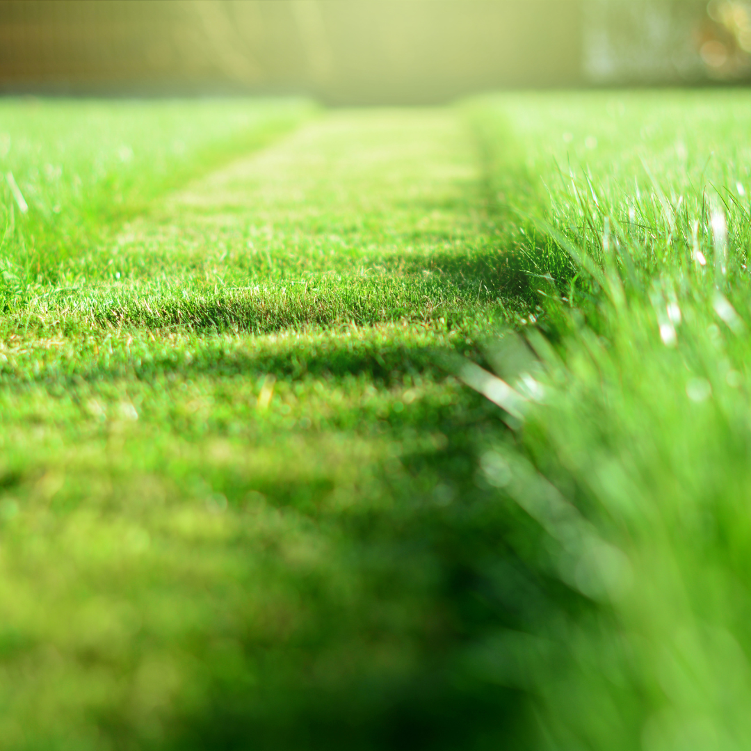 A lush, green grassy field with a pathway running through it, illuminated by bright sunlight.