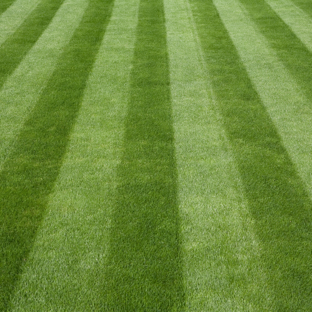 Green grass field with alternating light and dark stripes.