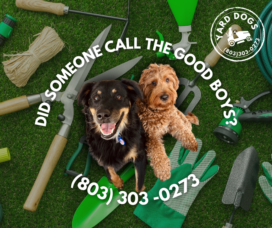 Two dogs lying on grass surrounded by gardening tools, including a trowel, pruning shears, gloves, and a garden sprinkler. Text overlay reads, 'Did someone call the good boys?' and the company name 'Yard Dogs' with a phone number.