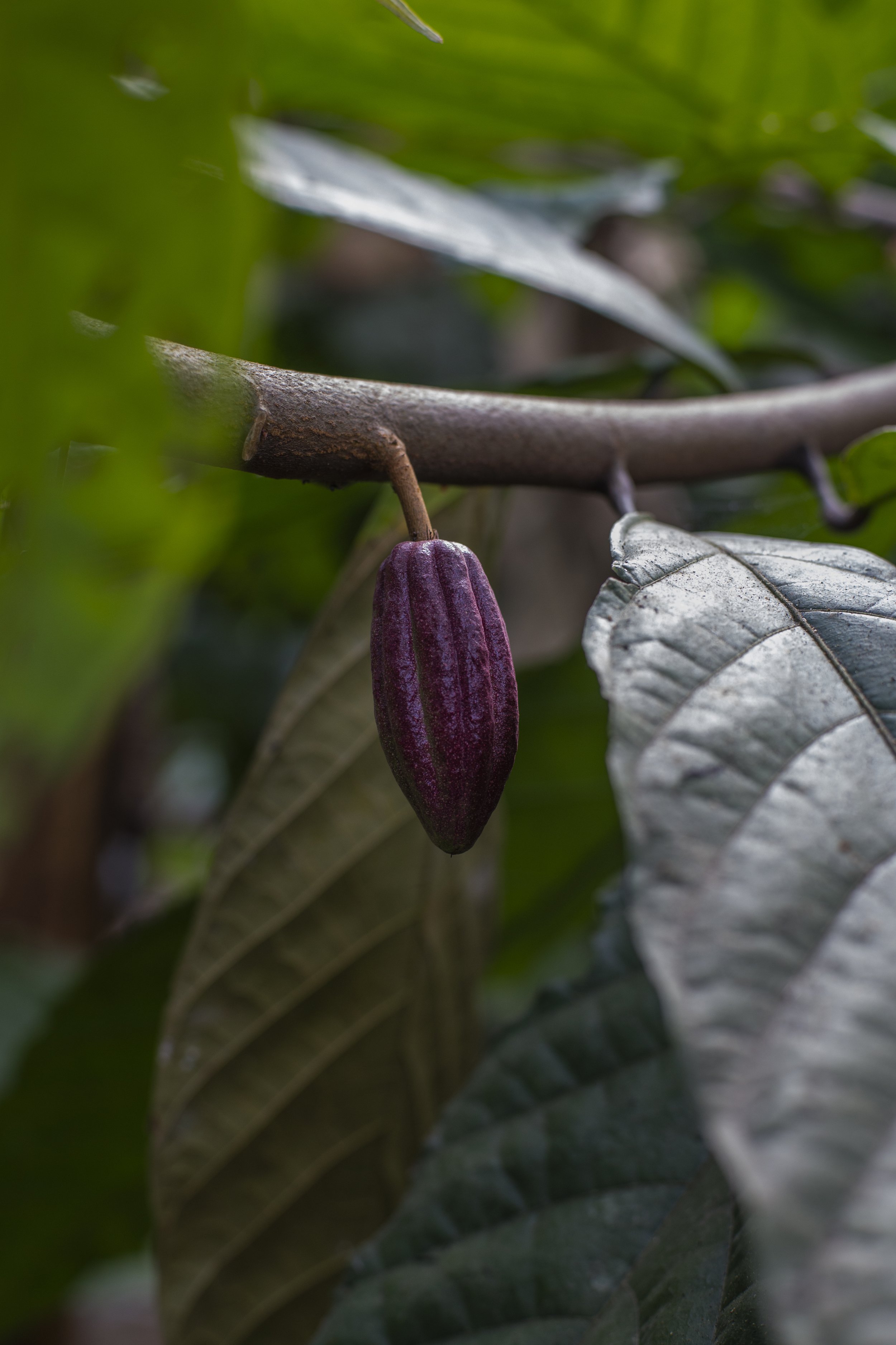 Close-up of a purple cacao hanging from a branch surrounded by green and silver leaves.