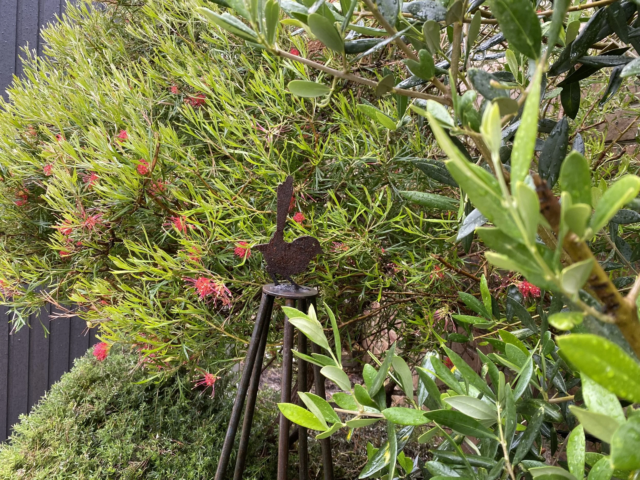 Durham Garden Fairy Wren.jpg