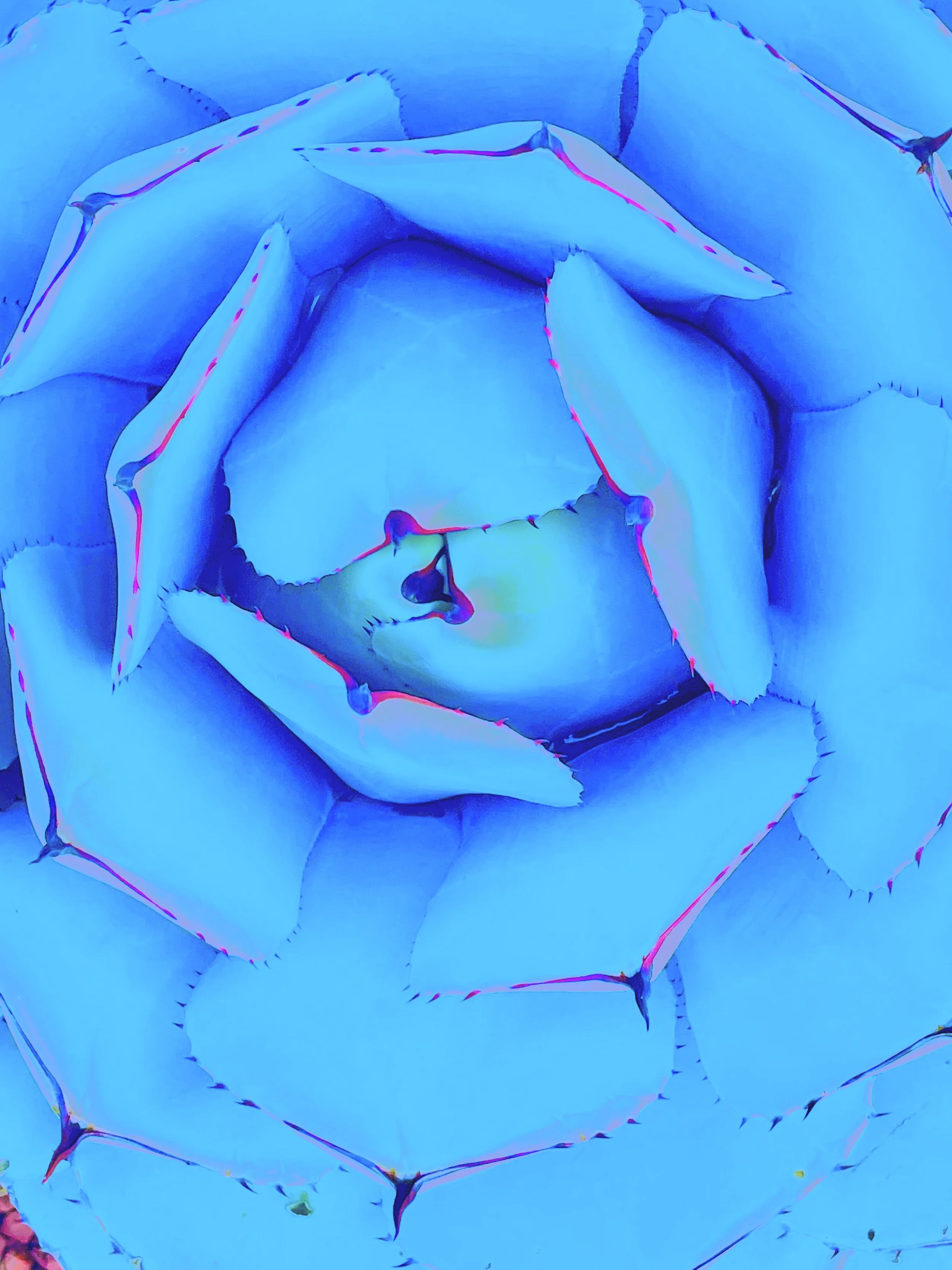 Close-up of a blue succulent plant with fleshy, pointed leaves arranged in a rosette pattern.