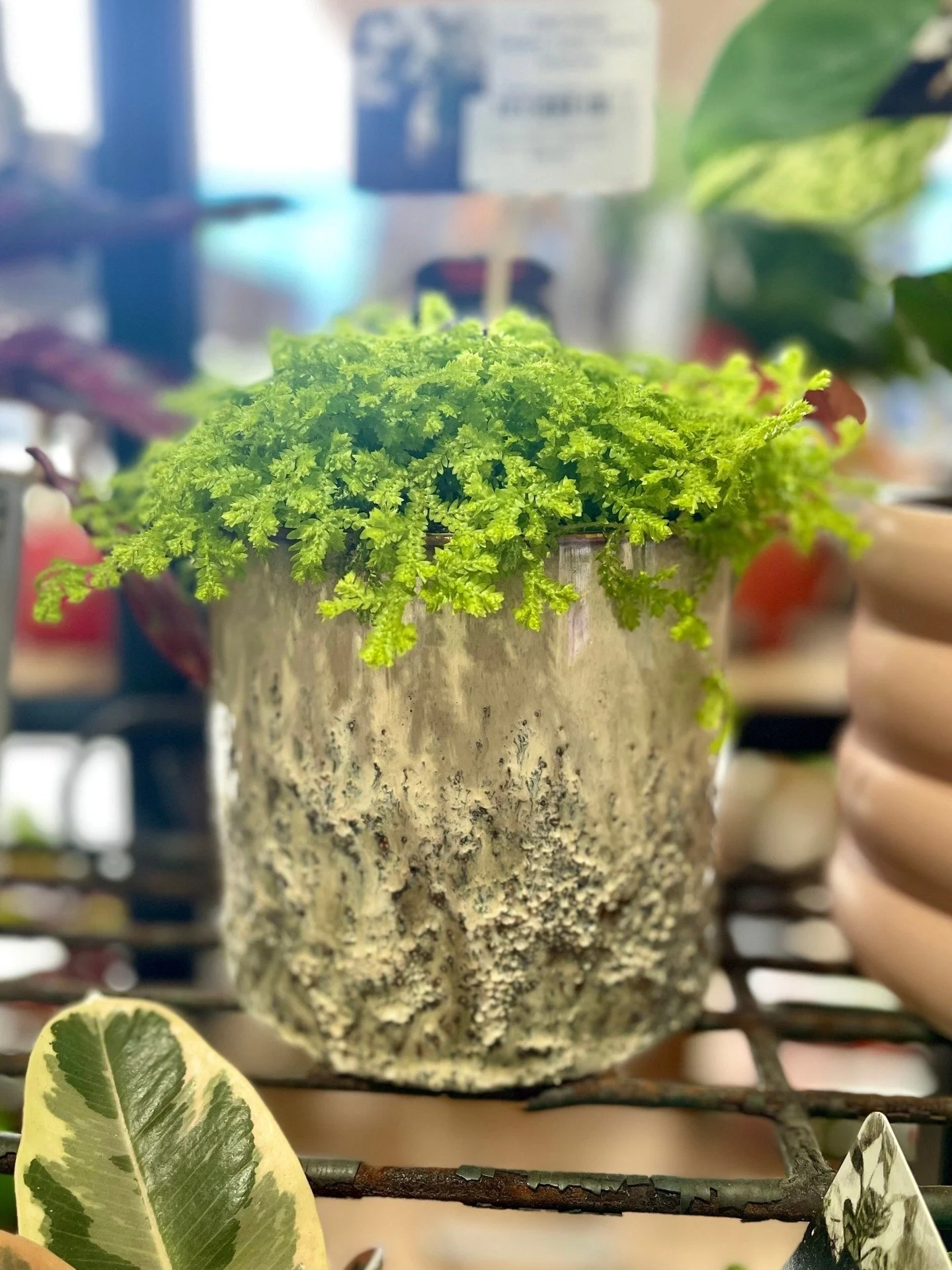 For the plant and garden lovers 🌿
Christmas gifts are all sorted at Market Fair &mdash; from leafy finds to garden treasures that make perfect presents for every green thumb 🎄
*
*
*
*
*
#christmas #christmasgifts #giftideas #christmasgiftideas #aus