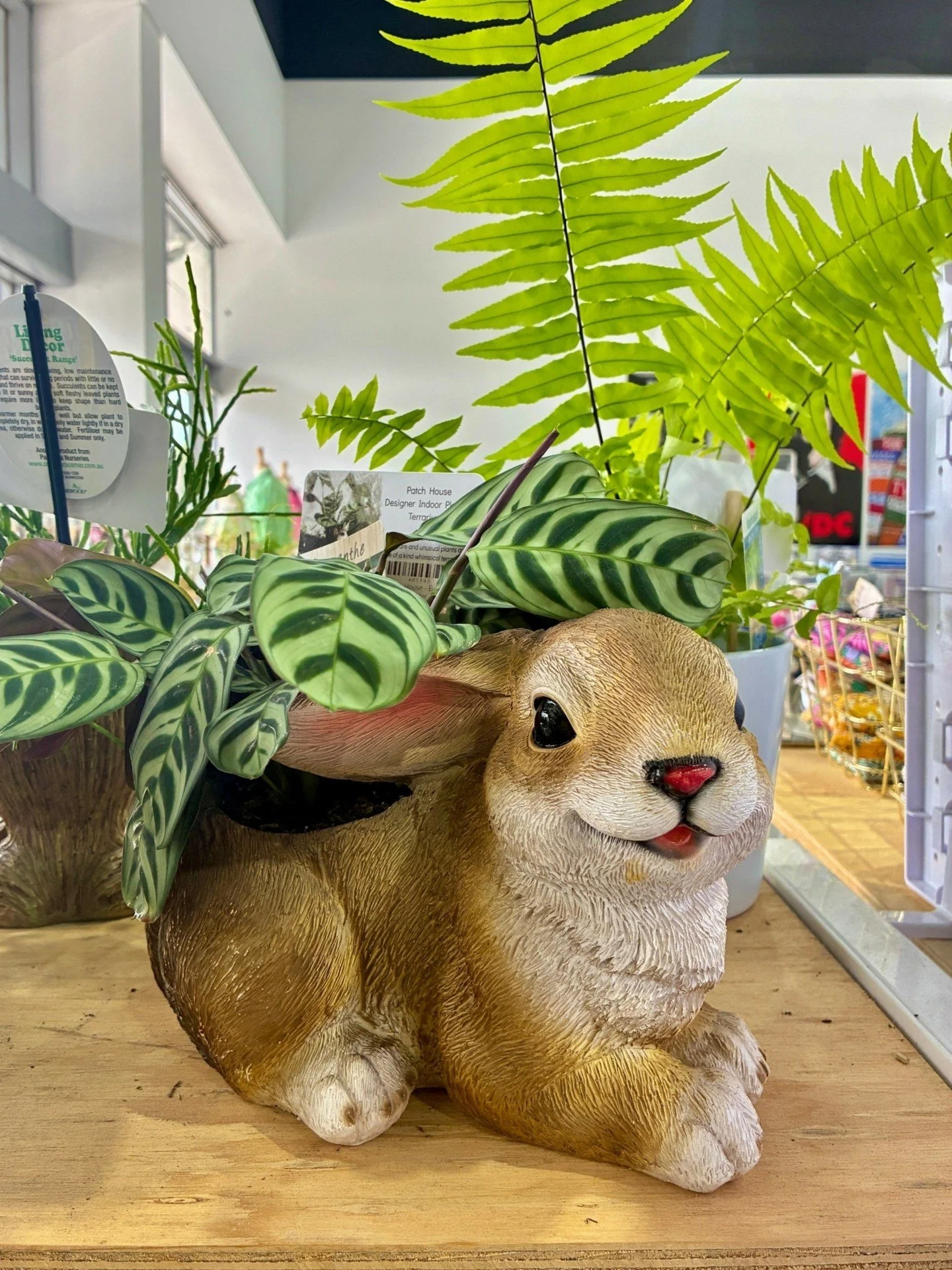 🐇 A little greenery goes a long way 🌿 
Find the perfect pot plant with easter charm at Market Fair Preston. Plus, they make the perfect last minute gift!!
*
*
*
*
*
#marketfair #melbourneflowers #melbourneflorist #melbournemarkets #shoplocal #melbo