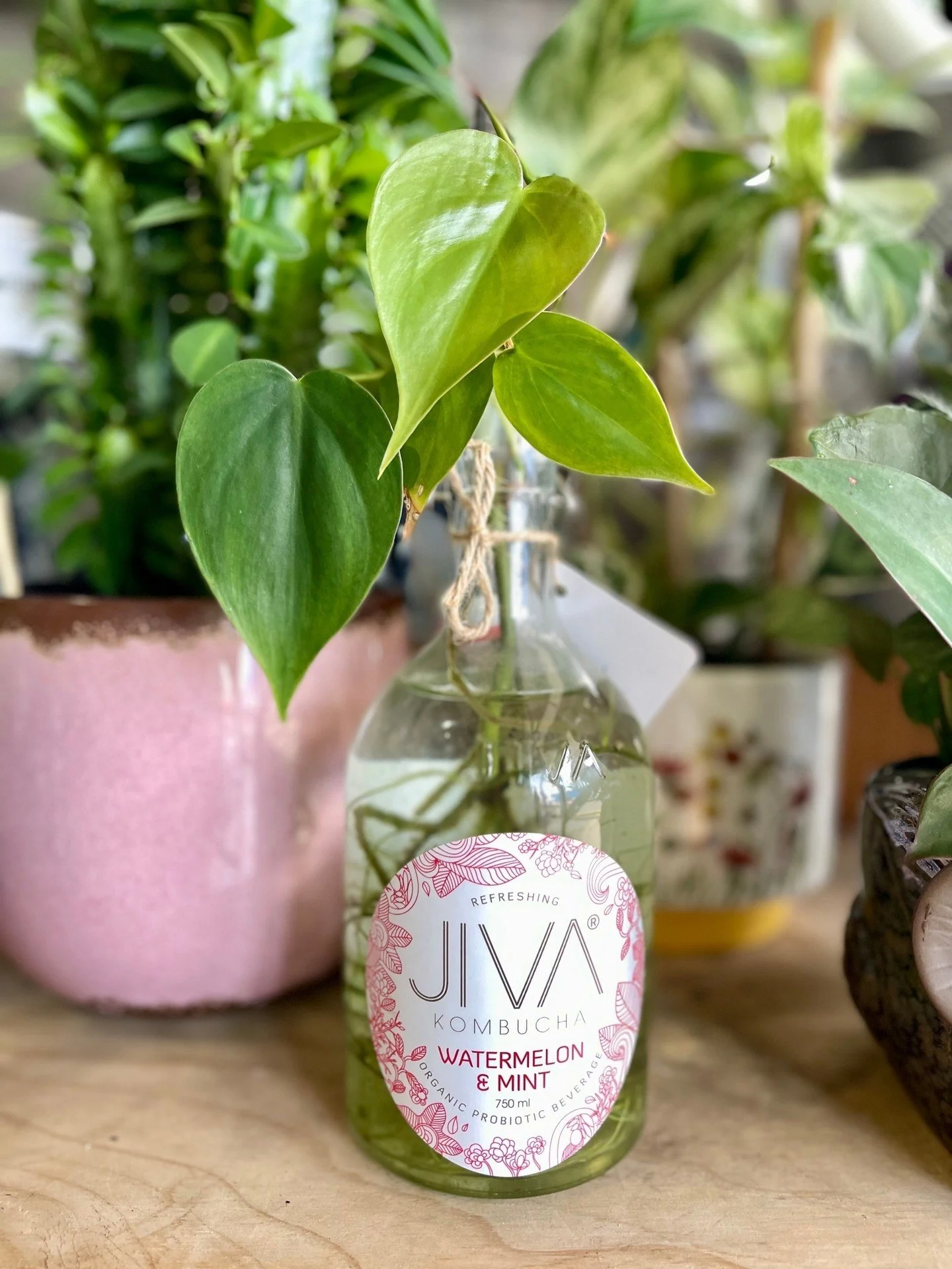 A little world of green, made to last 🌿✨

Patch House Terrariums and plants are a thoughtful Mother&rsquo;s Day gift.
Living, low-maintenance pieces that bring calm and nature into her space. 

Find them at Market Fair this Mother&rsquo;s Day 💚
*
*