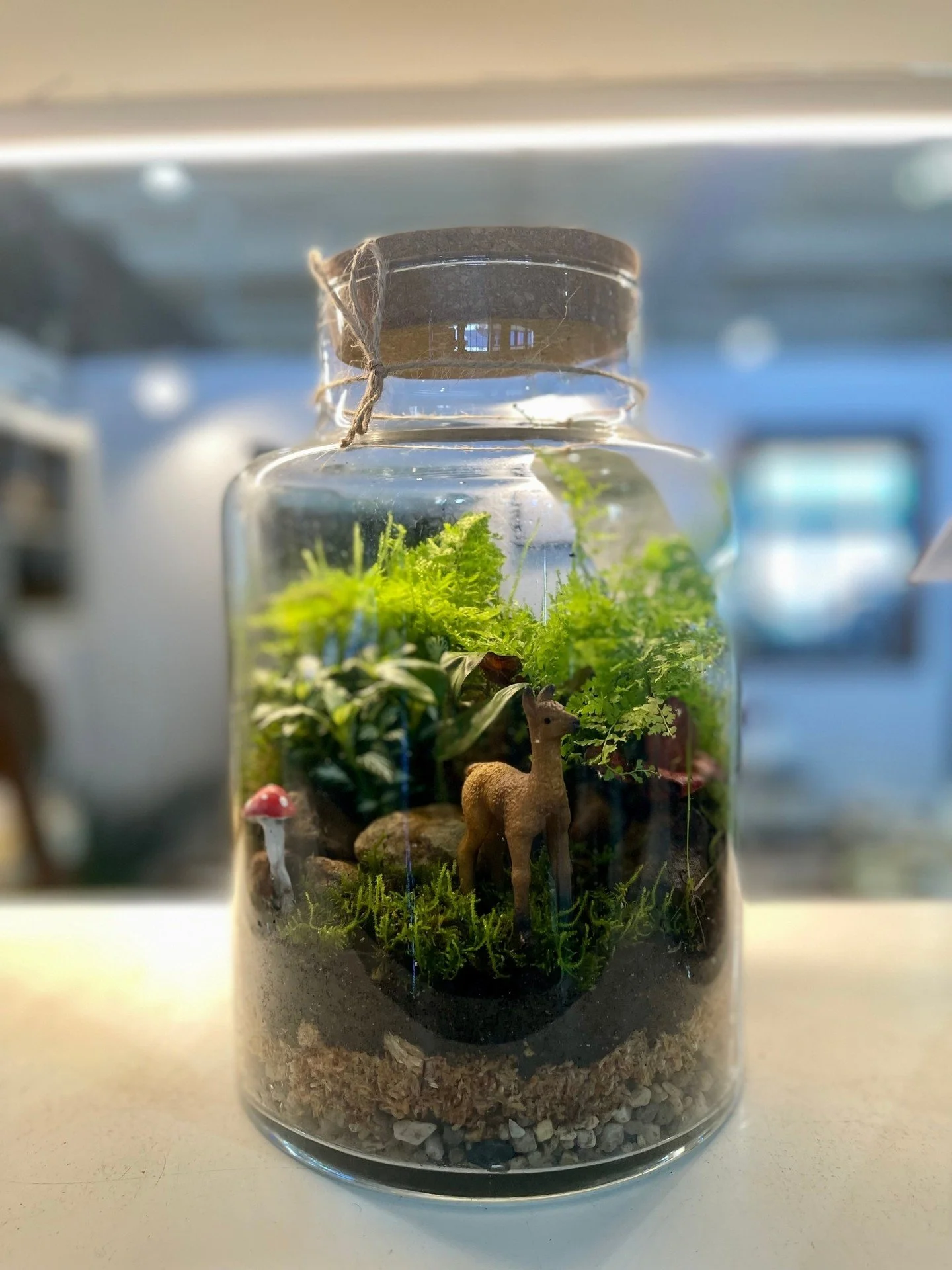 Bring a little greenery home 🌿
From lush plants to handmade terrariums, Patch House Terrariums is full of pieces that brighten any space. 

Find them at Market Fair Ferntree Gully ✨
*
*
*
*
*
#marketfair #melbourneflowers #melbourneflorist #melbourn