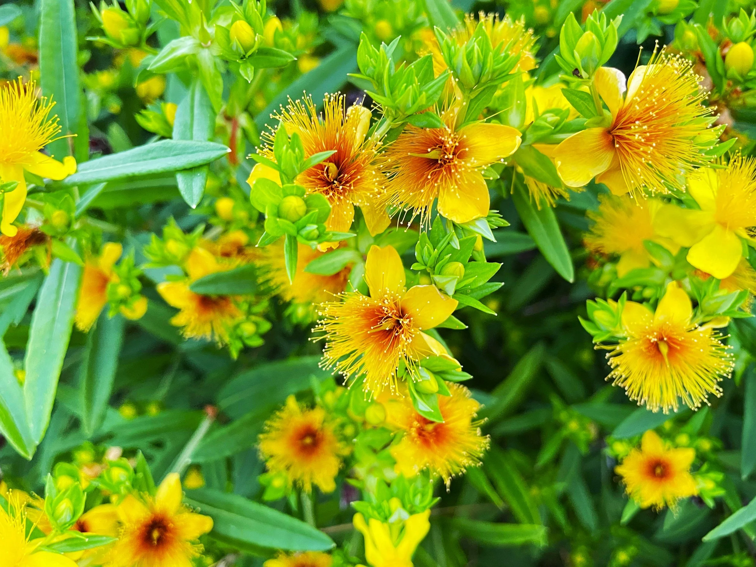 St John’s Wort for PMDD: Does It Really Work for Mood and Hormonal Balance?